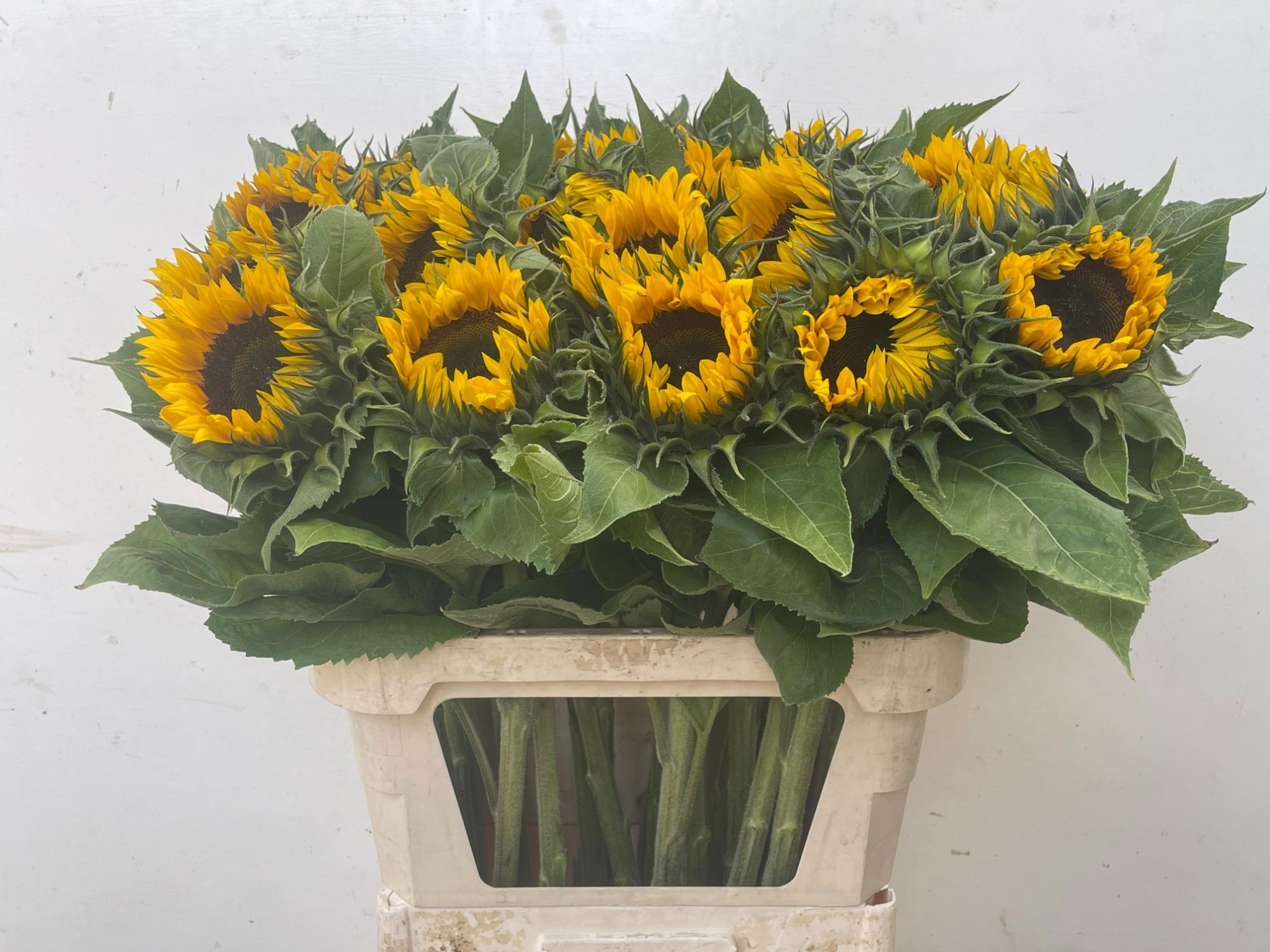 Helian An Sunrich Or