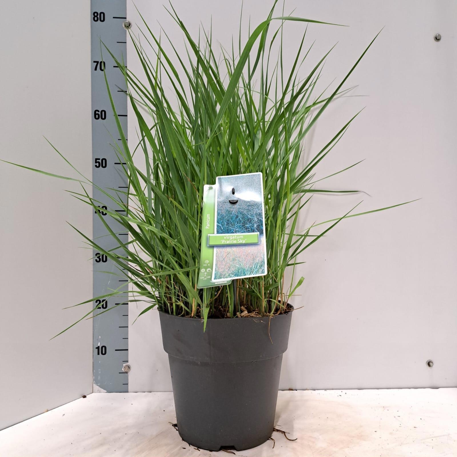 Panicum virgatum 'Prairie Sky'