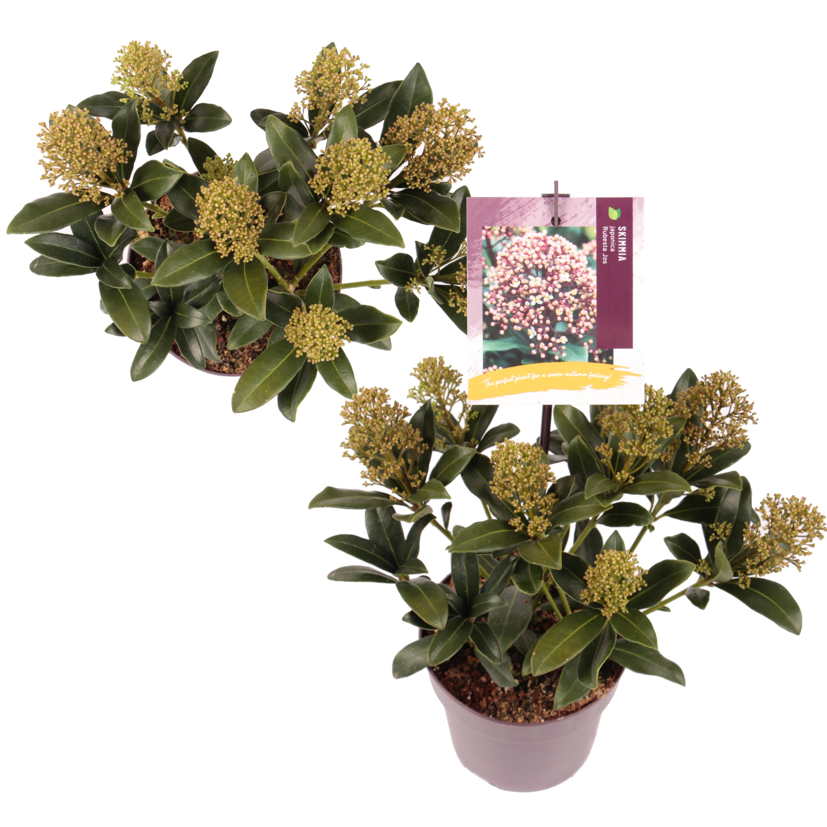 Picture of Skimmia japonica Rubesta Jos P13 30CM