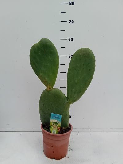 Opuntia indica C3