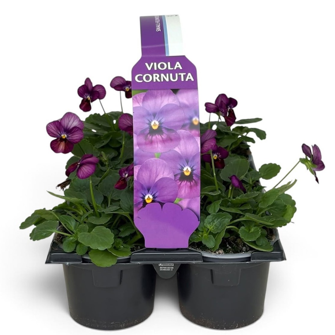 Viola Sixpack Viola Cornuta Plum Antique