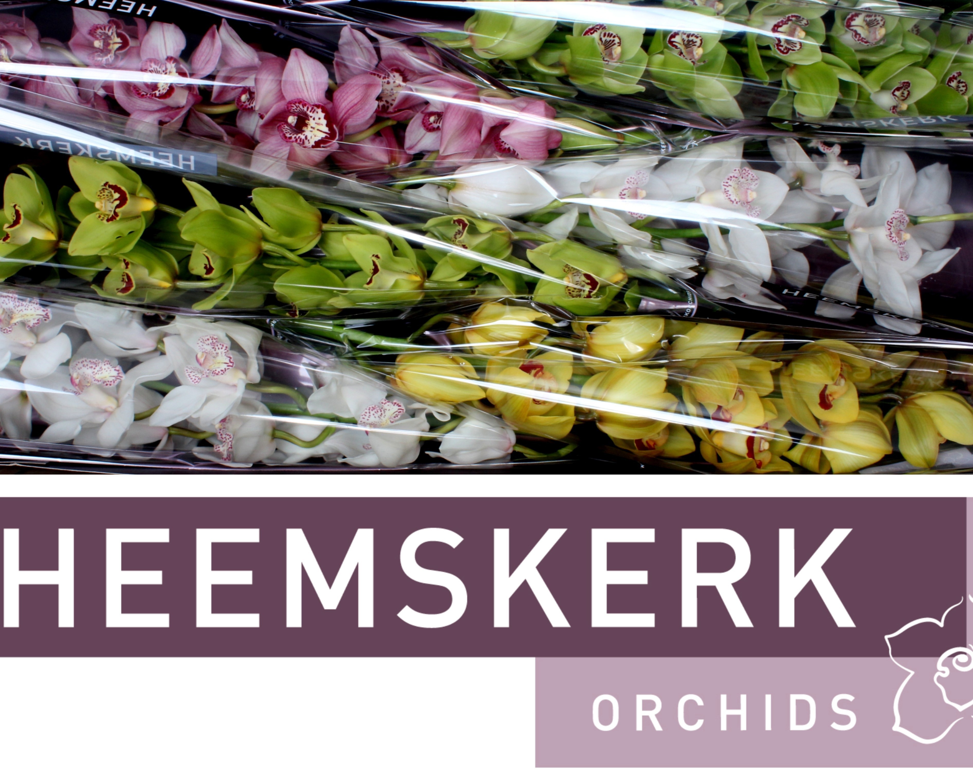 Cymbidium Asst 13bl