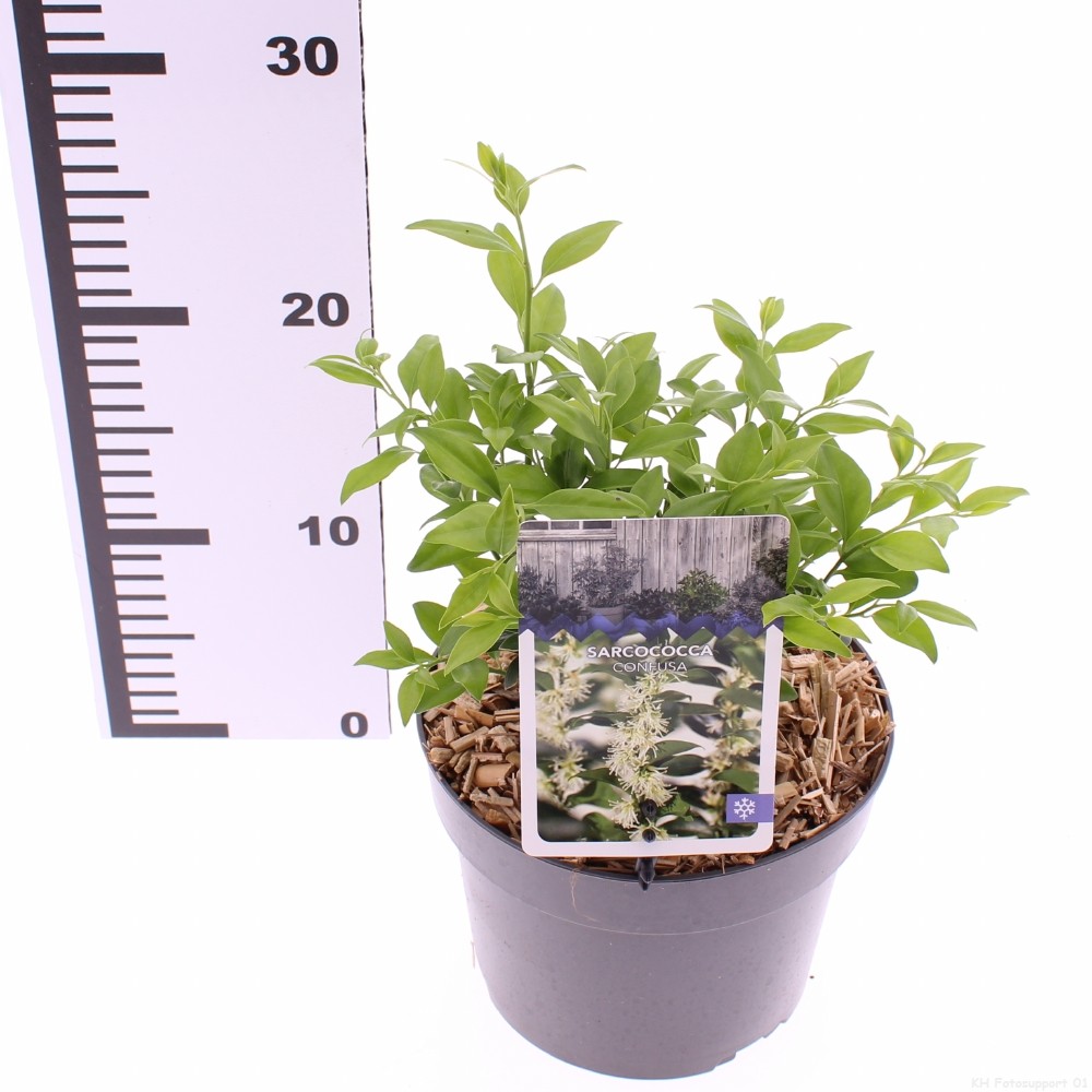 Picture of Sarcococca confusa P17 (2 Ltr)