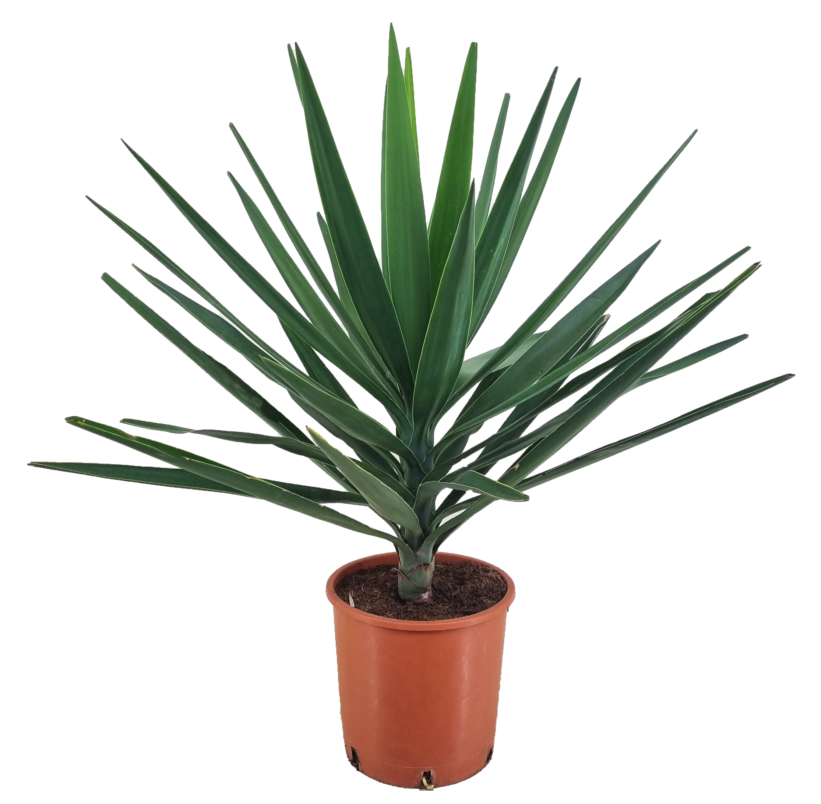 Picture of Yucca elegans P27 (7.5 Ltr)