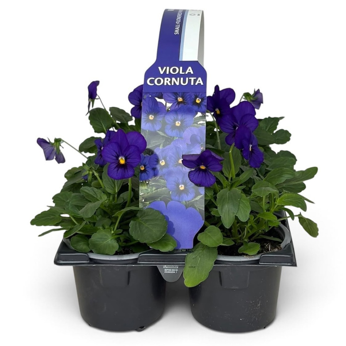 Viola Sixpack Viola Cornuta Blue Blotch