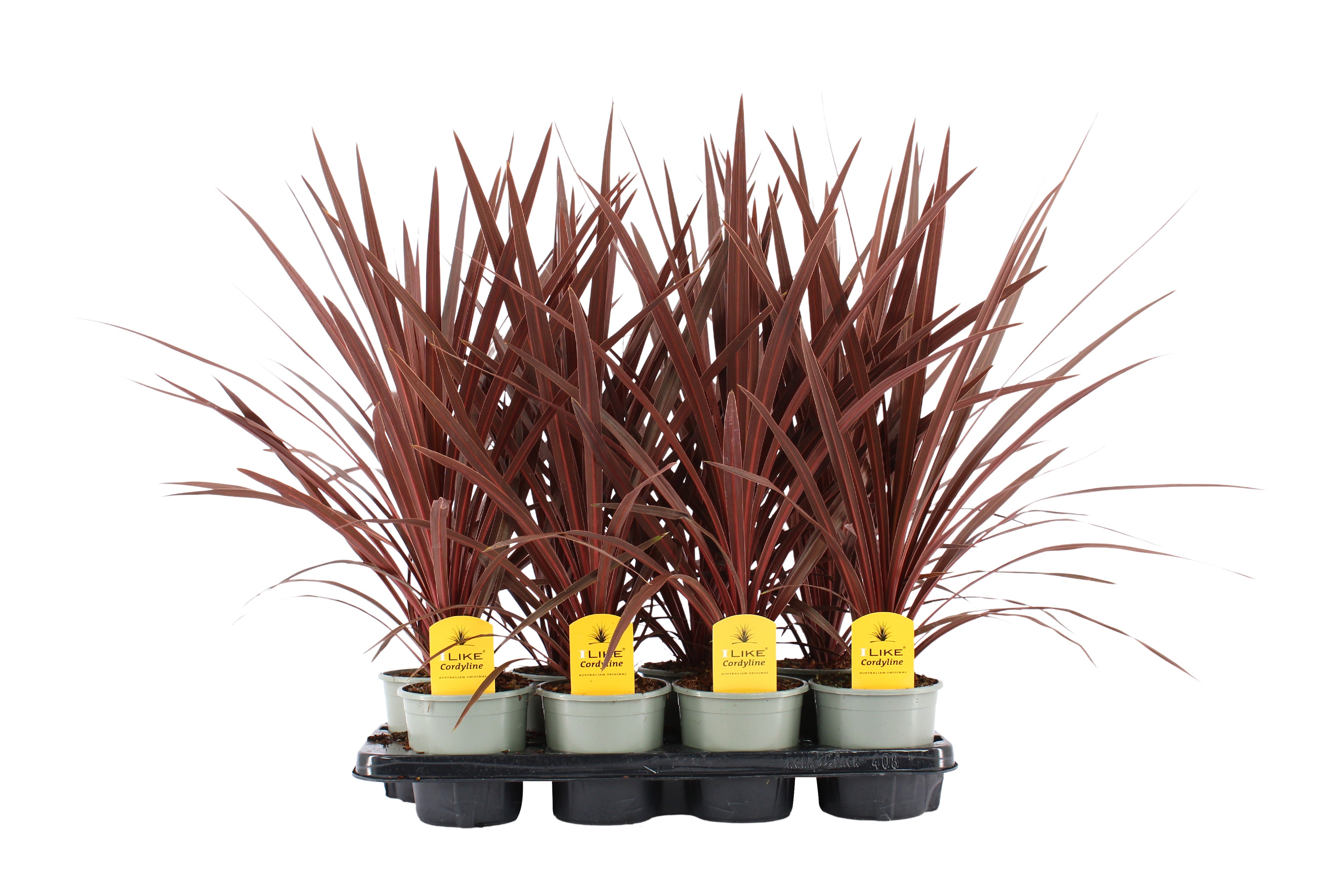 Picture of Cordyline Australis Red Star - 13cm