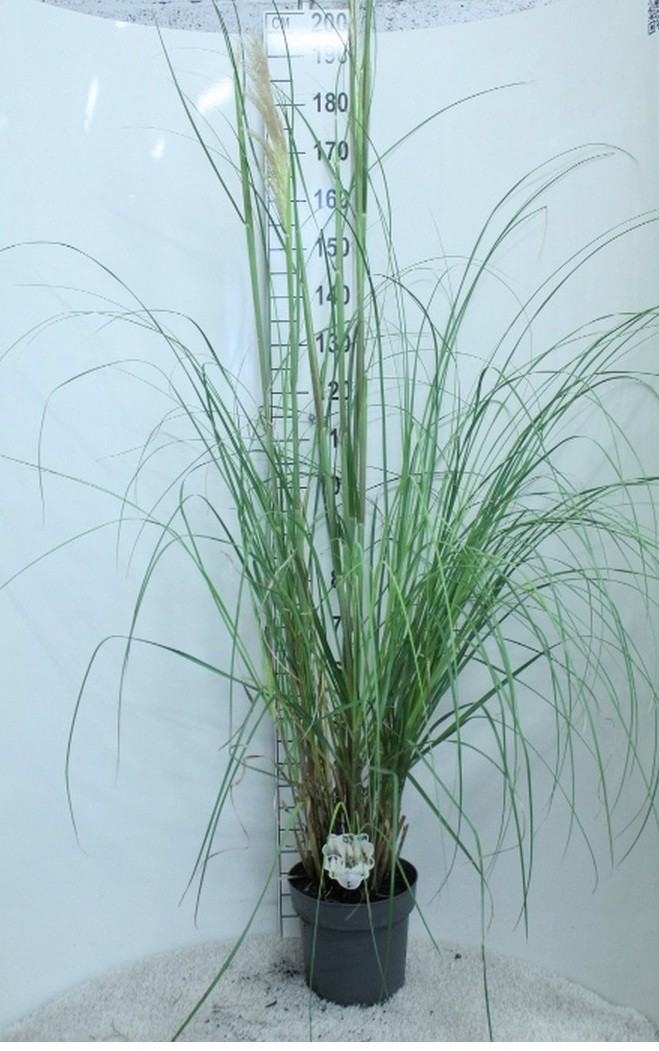 Cortaderia selloana
