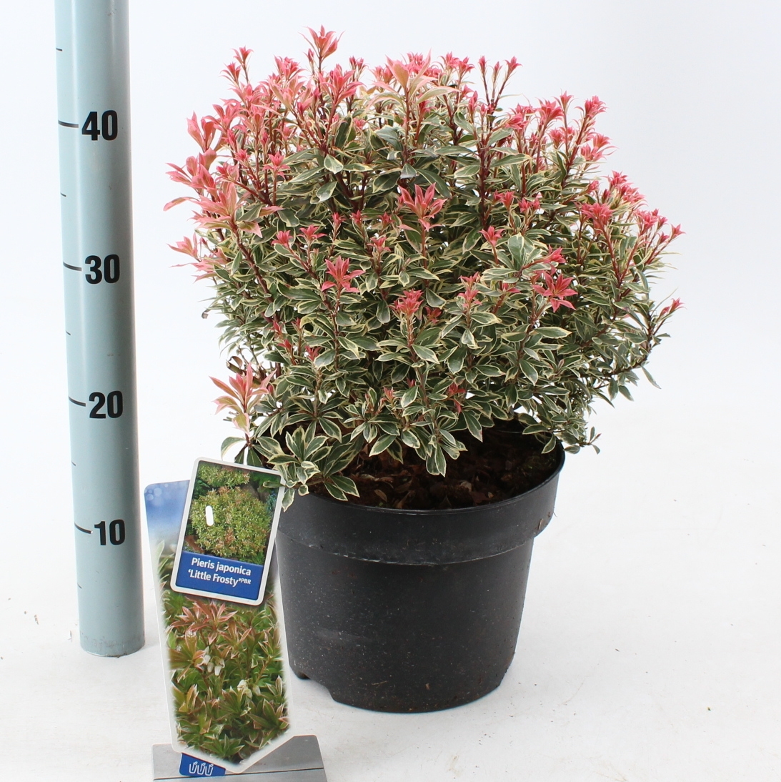 Picture of Pieris jap. ‘Little Frosty’ PBR