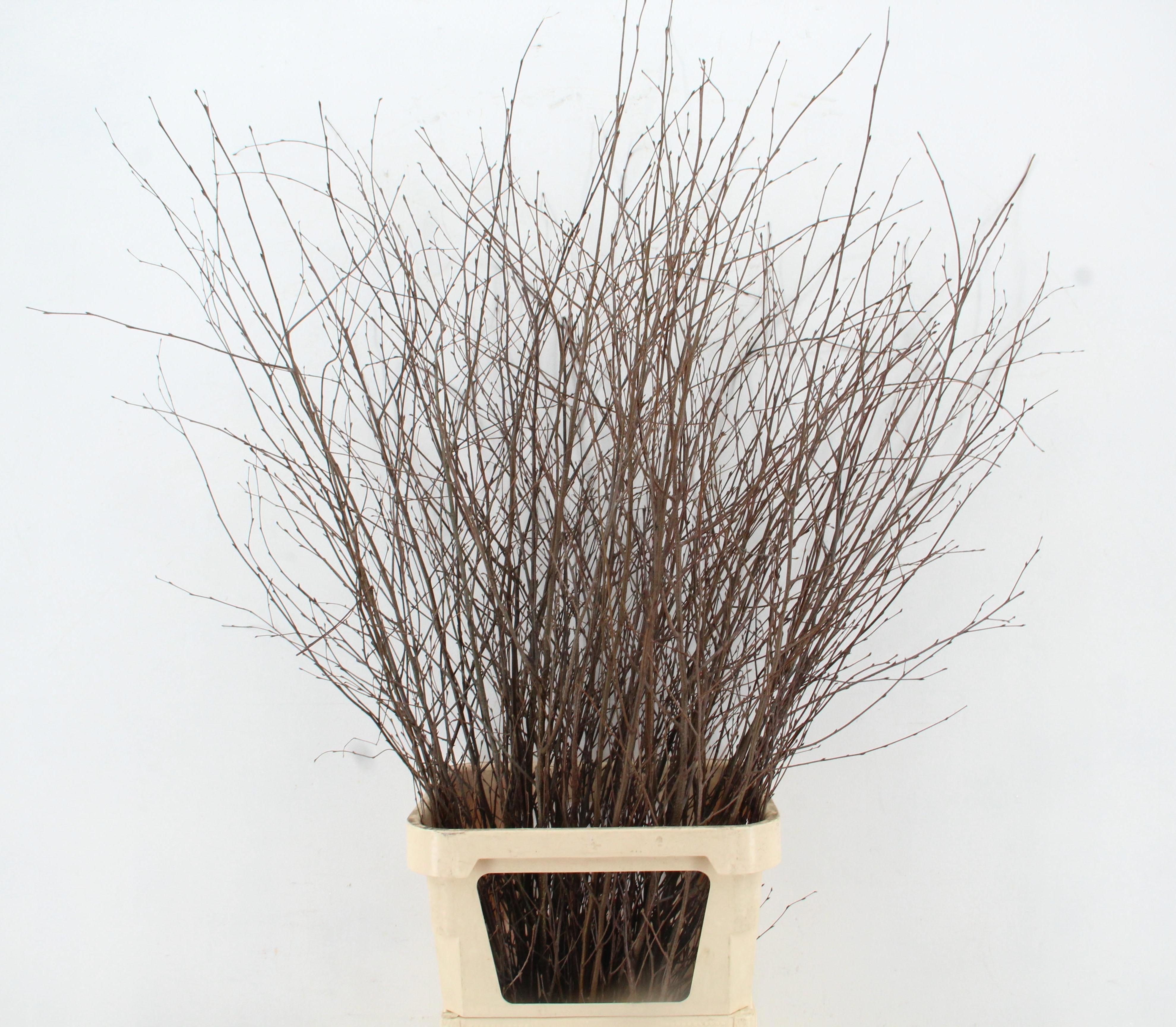 Betula Bs