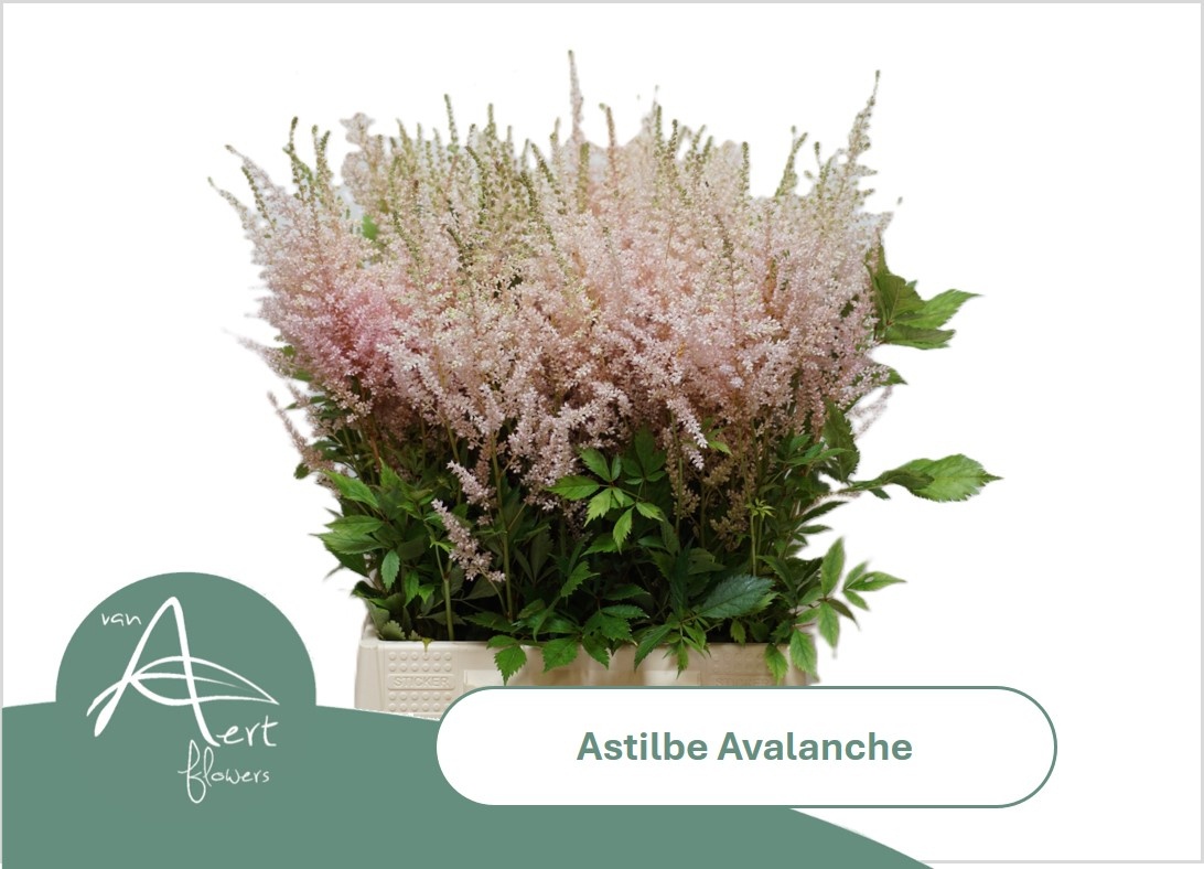 Astil Ja Avalanche