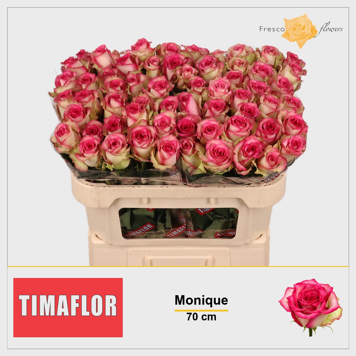 Rosa Monique 70cm