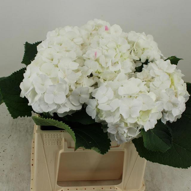 Hydrangea White Verena 40cm 14Ø