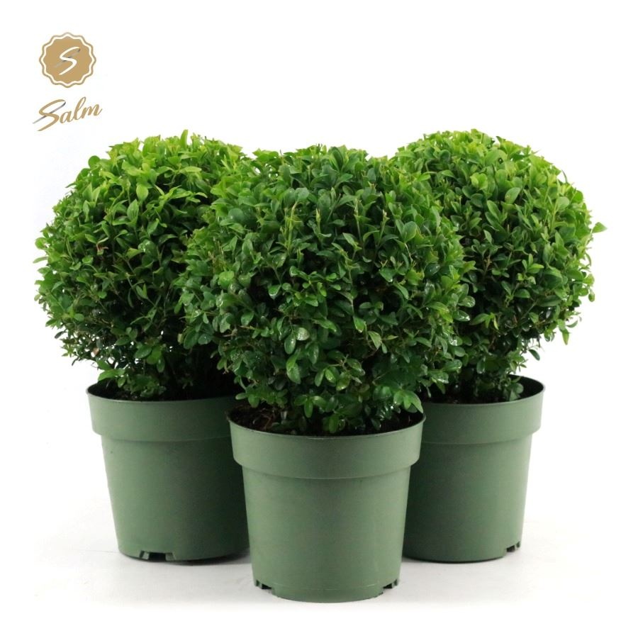 Picture of Buxus semp. Ball Ø20cm P17