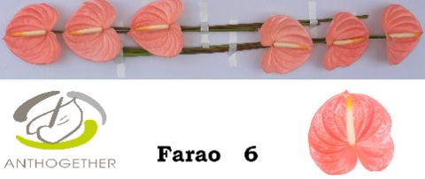 Anth A Farao