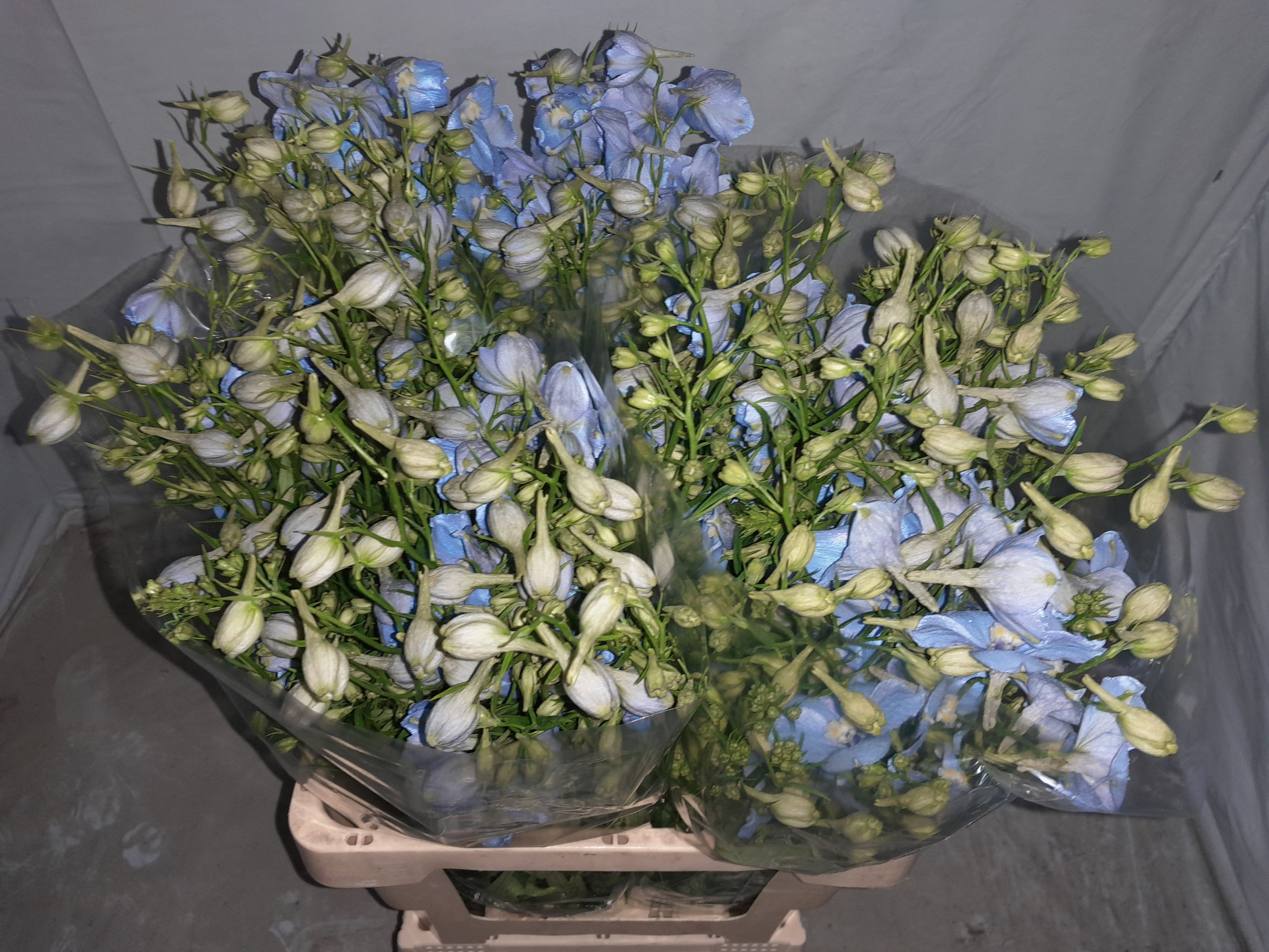 Delphinium Be Balkleid 60cm