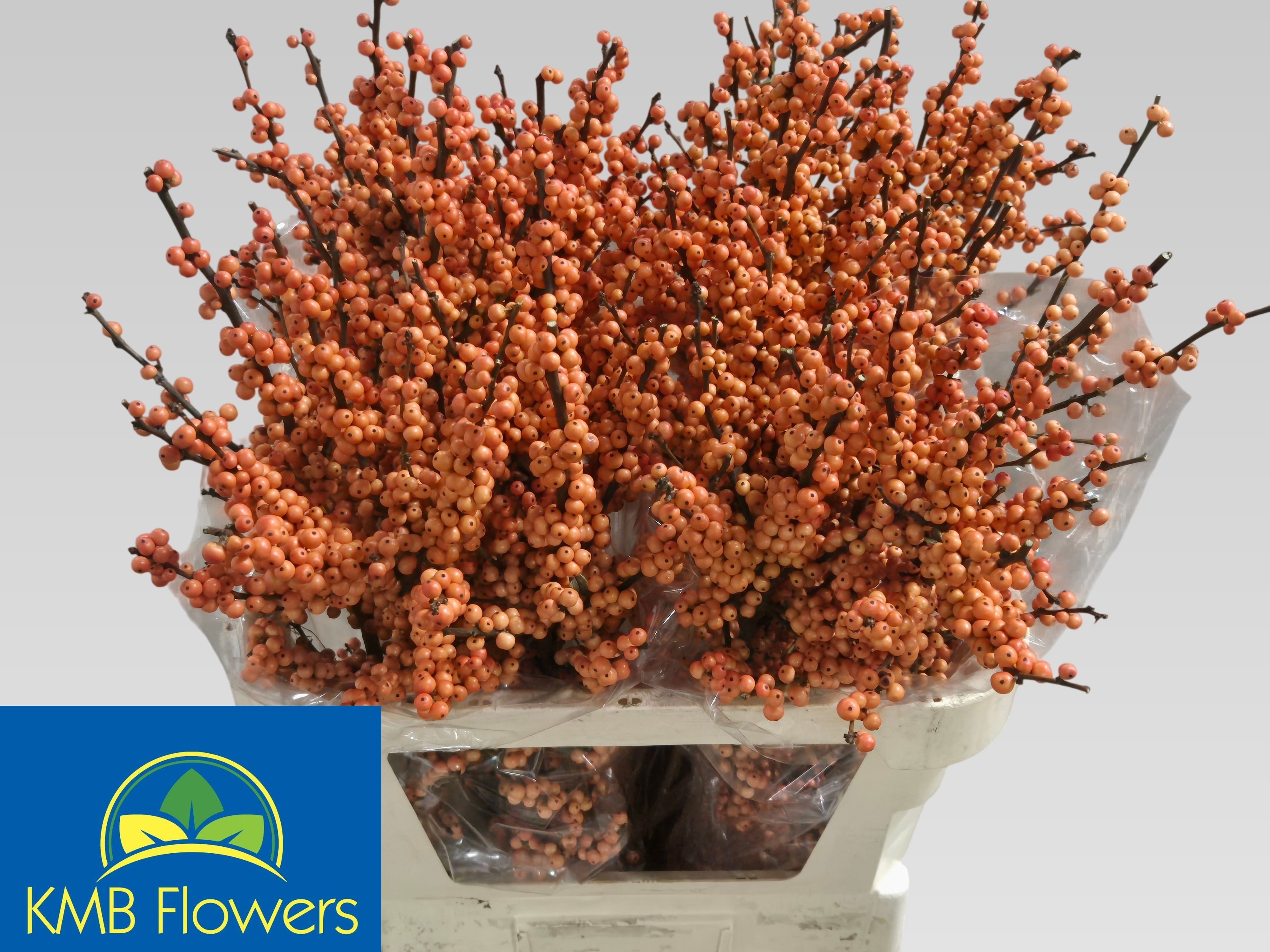 Ilex Winter Gold 80cm