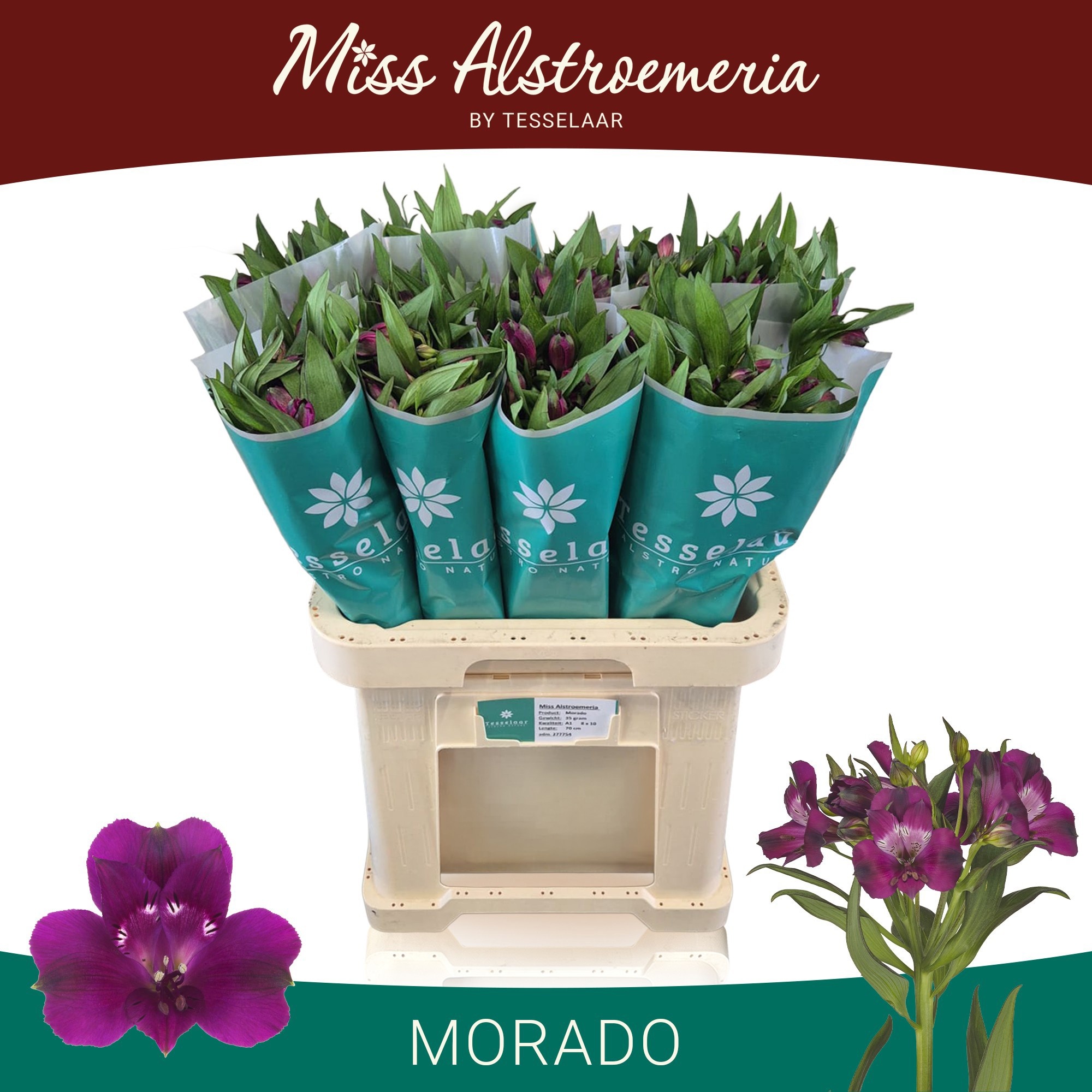 Alstr Morado