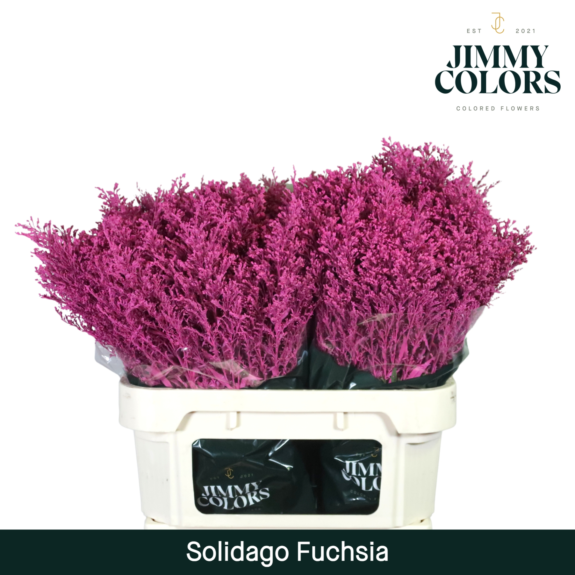 Solidago L70 Fuchsia