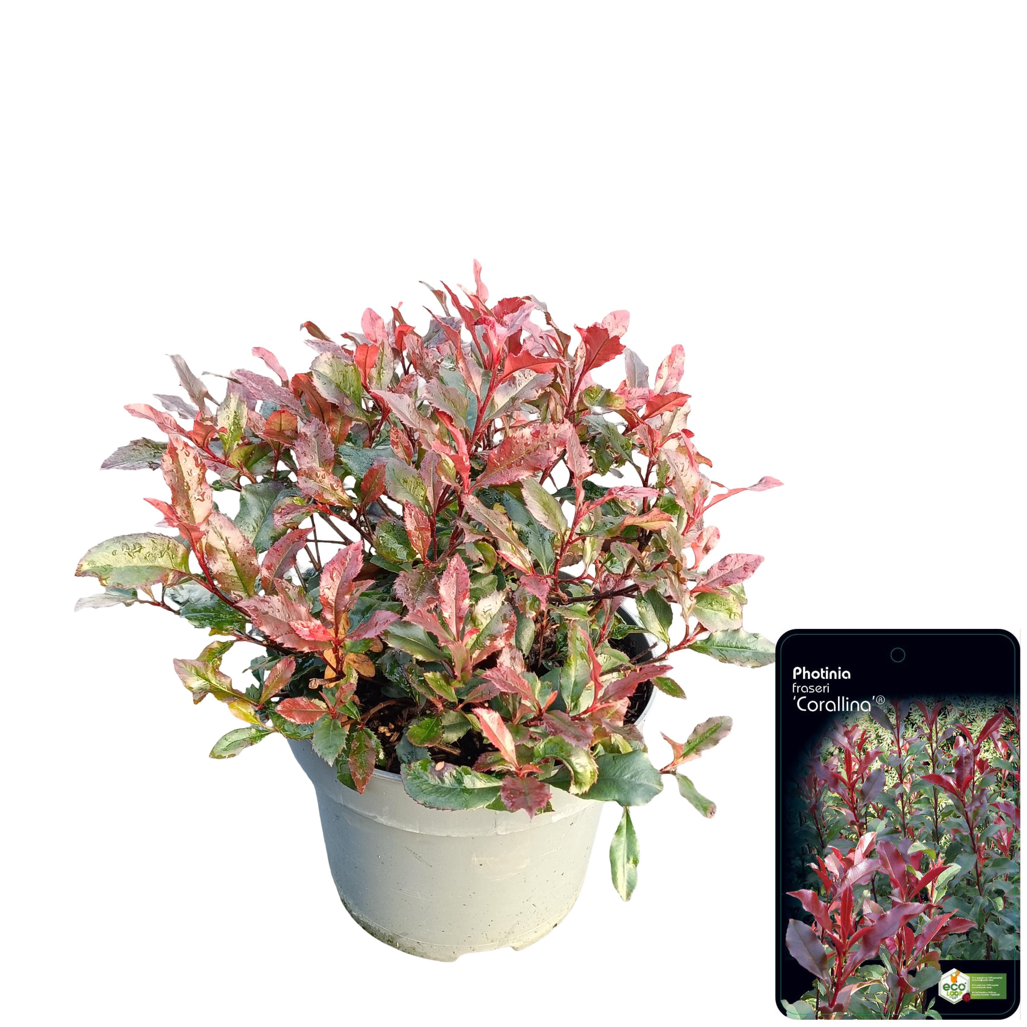Picture of Photinia fraseri 'Corallina'® C5