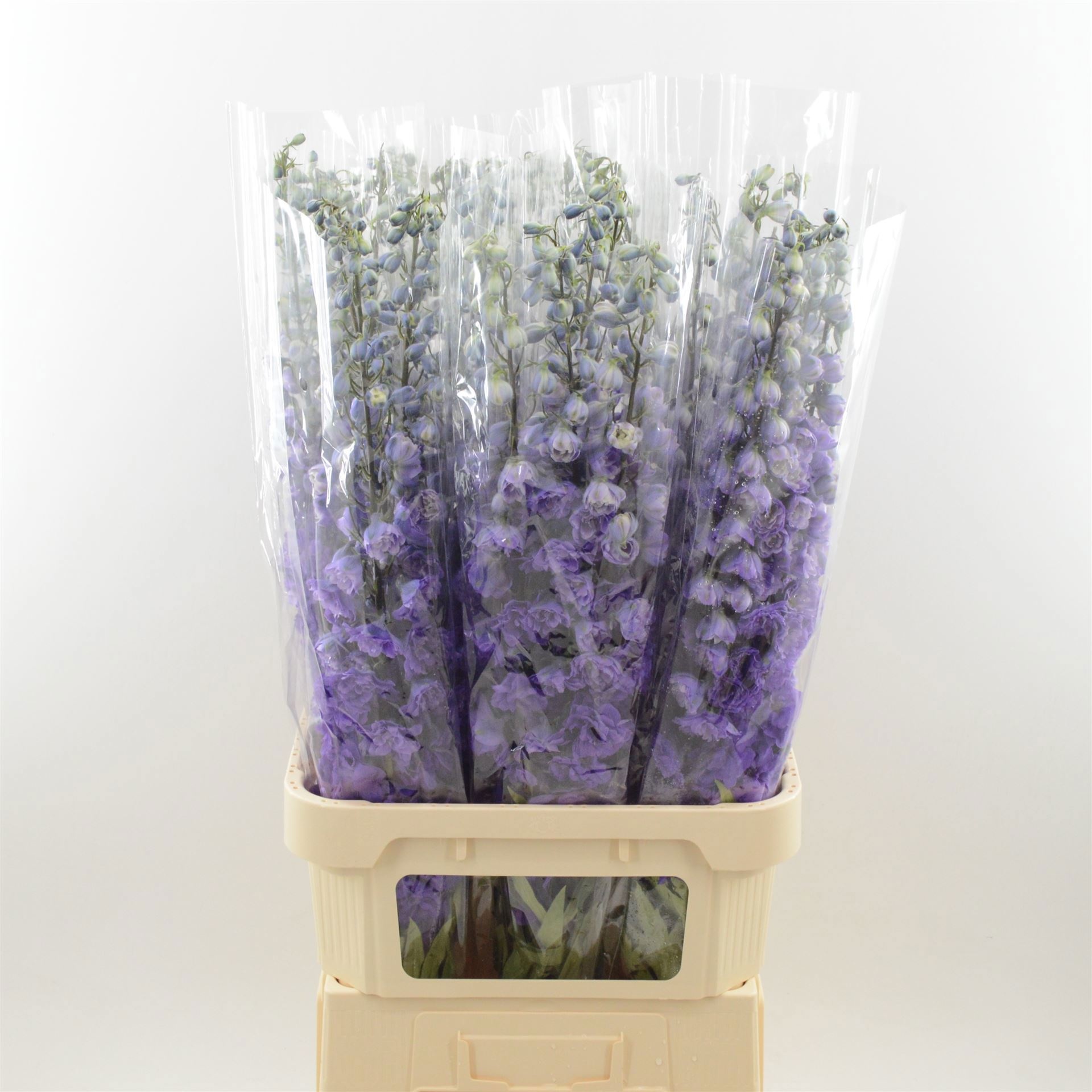 Delphinium El Double Dev Purple Heart 100cm
