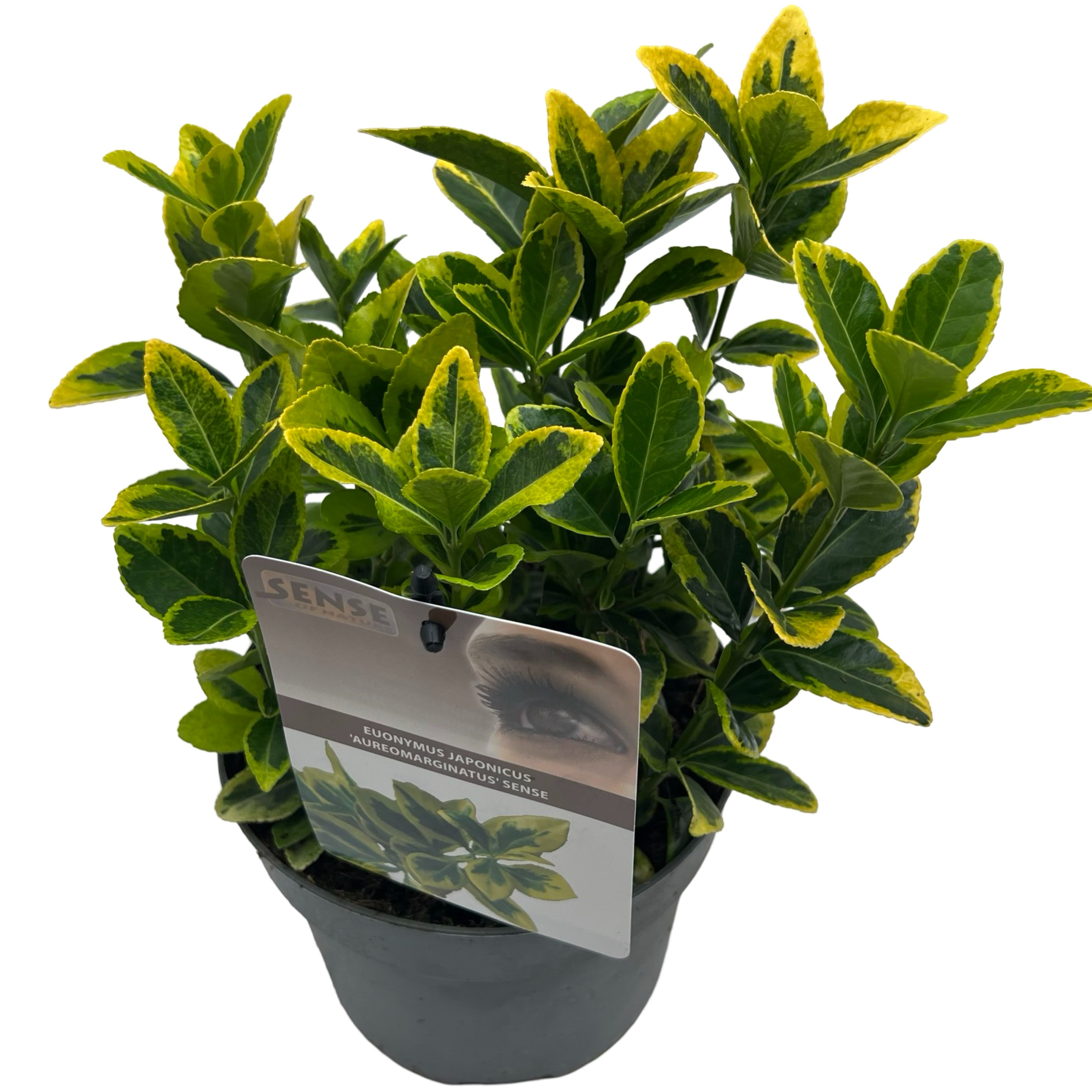 Picture of Euonymus jap. Aureomarginatus P17 (2 Ltr)