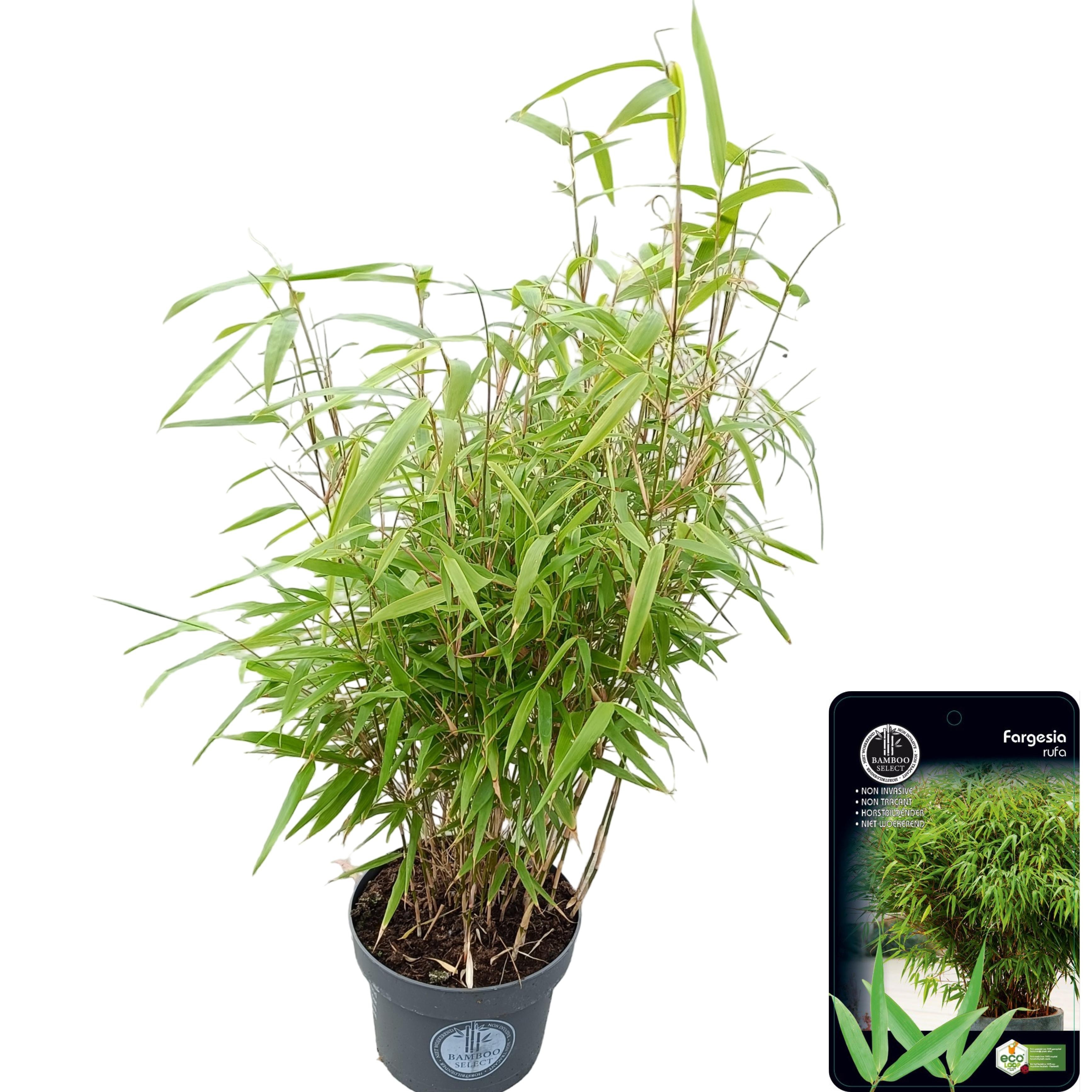 Picture of Fargesia Rufa C5