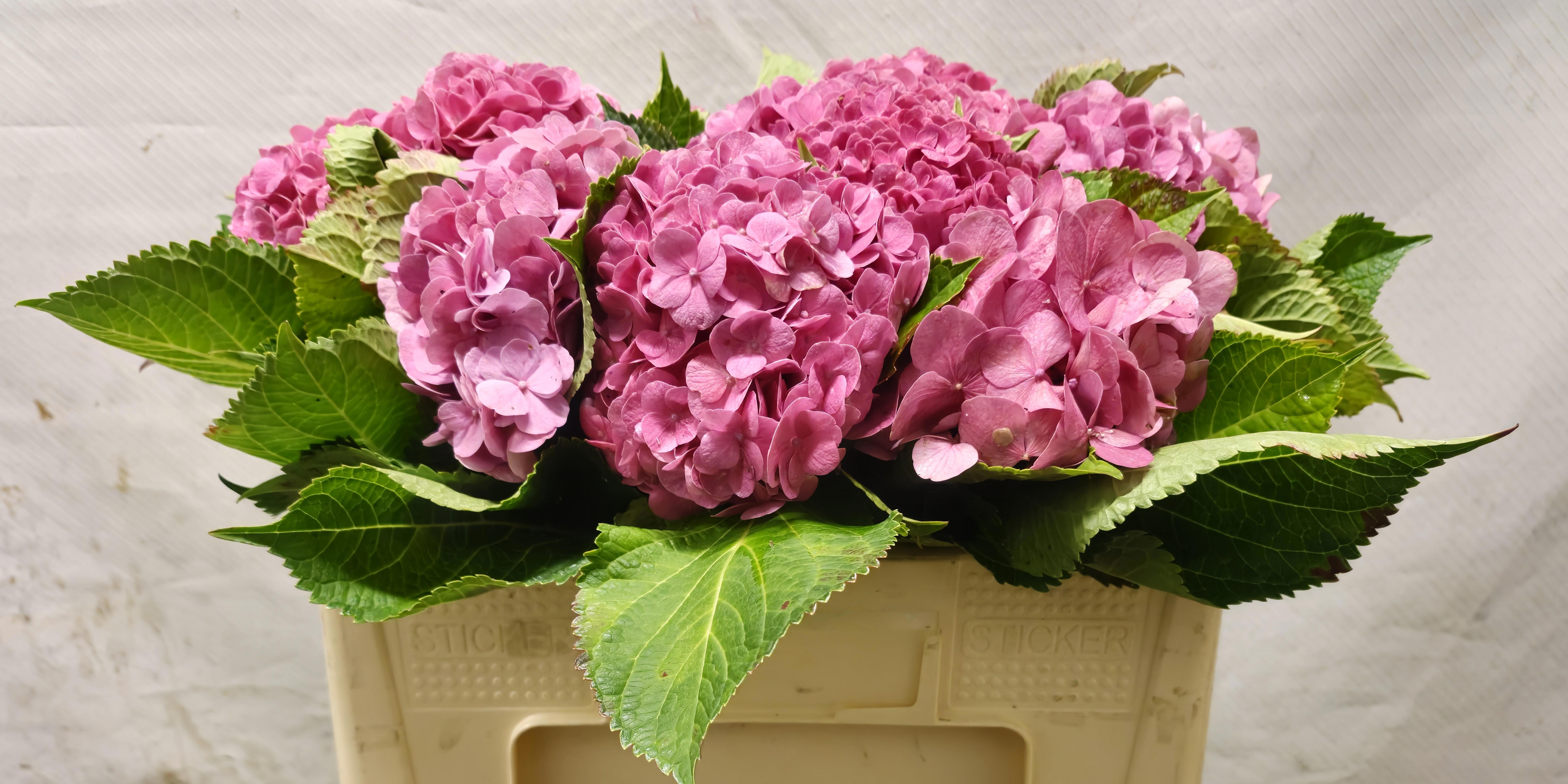 Hydrangea Bodensee Pink 45cm 12Ø