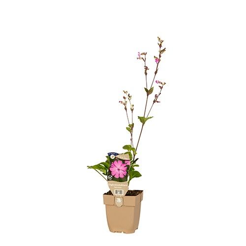 Silene dioica