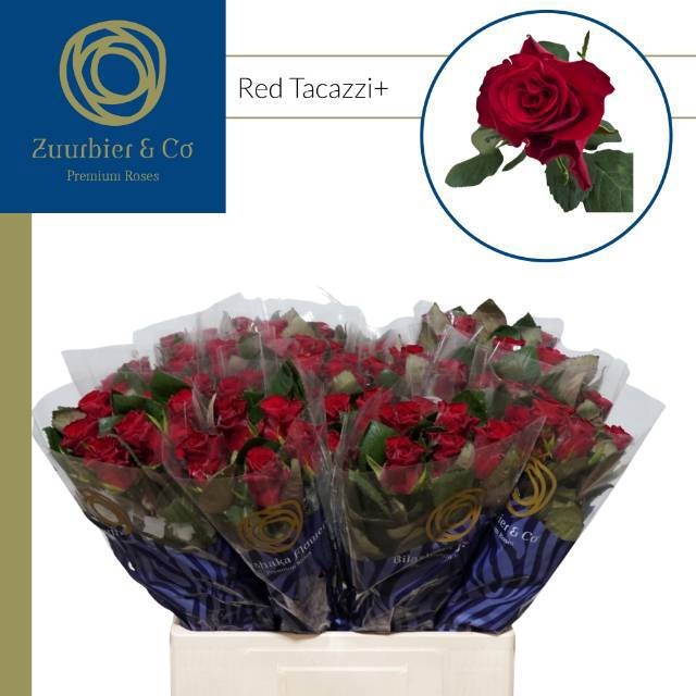 R Gr Red Tacazzi+