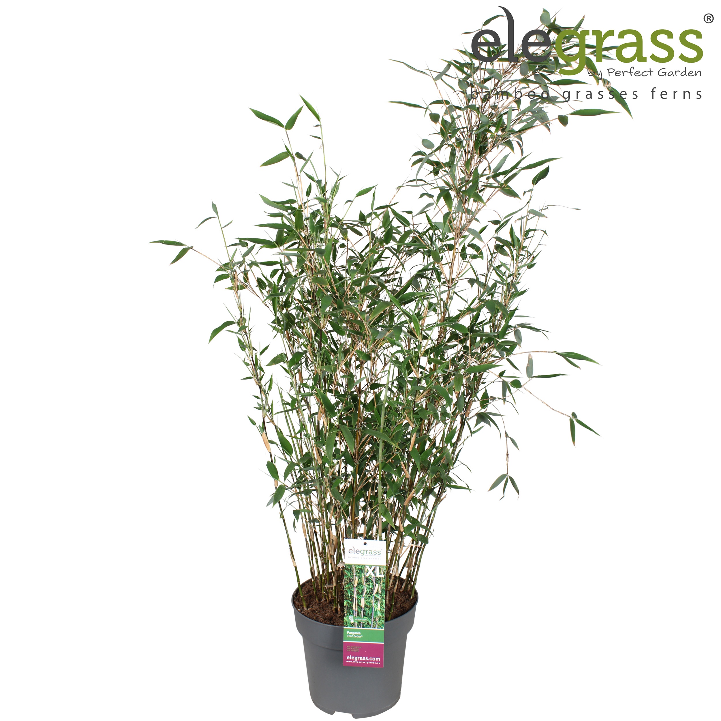 Fargesia murieliae Red Zebra ('Japo 51')