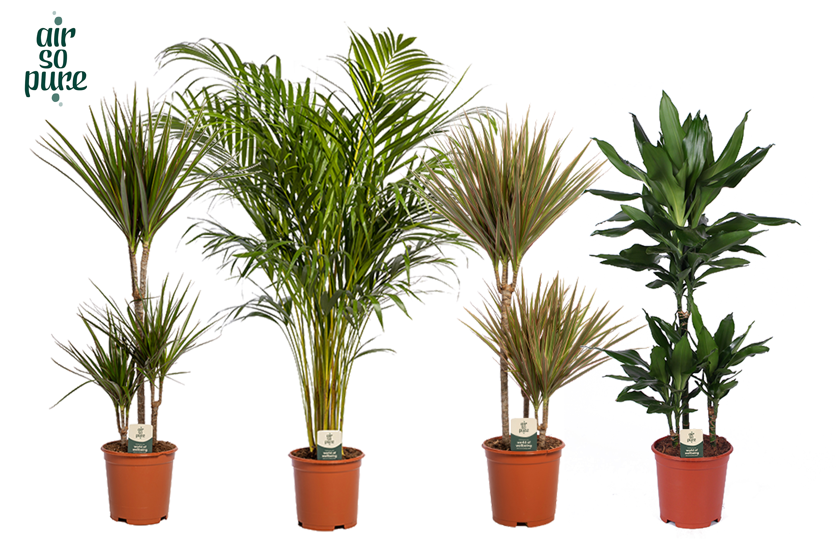 Picture of Houseplants in varieties Air So Pure P21 95CM