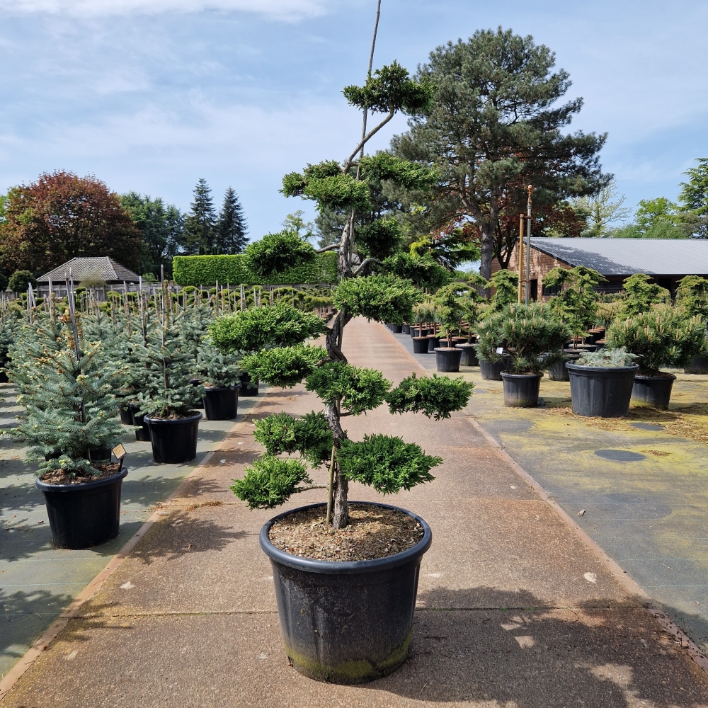 Picture of Juniperus comm. Repanda C80 170cm