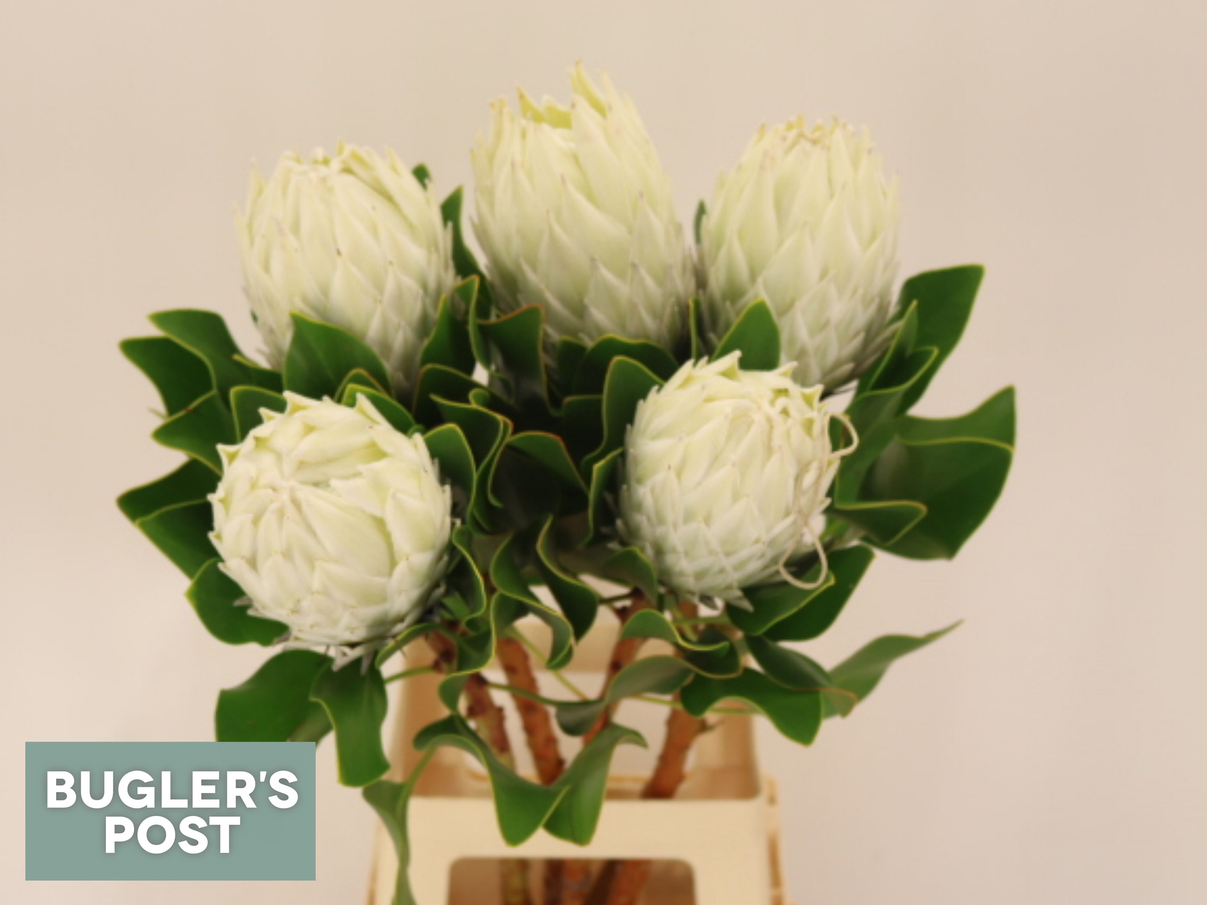 Protea Cy Arctic Ice 80cm