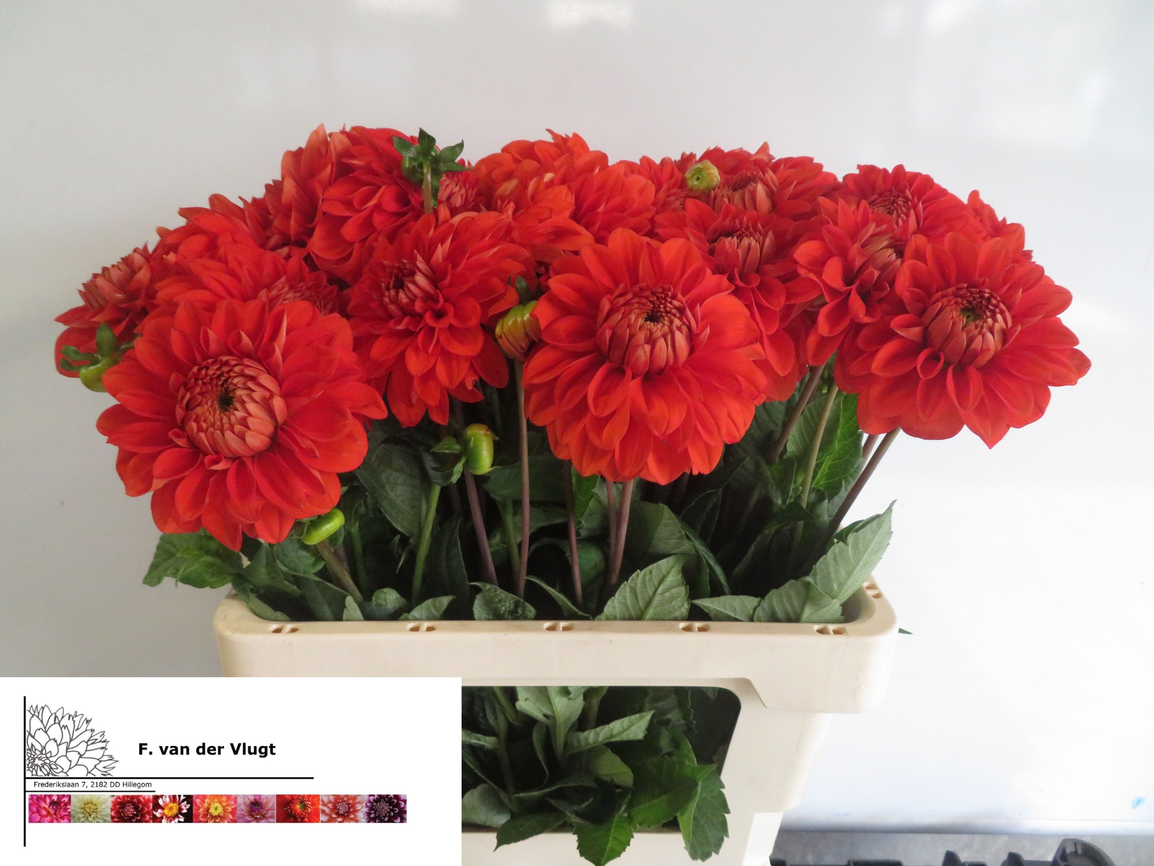 Dahlia Dec Halloween 50cm