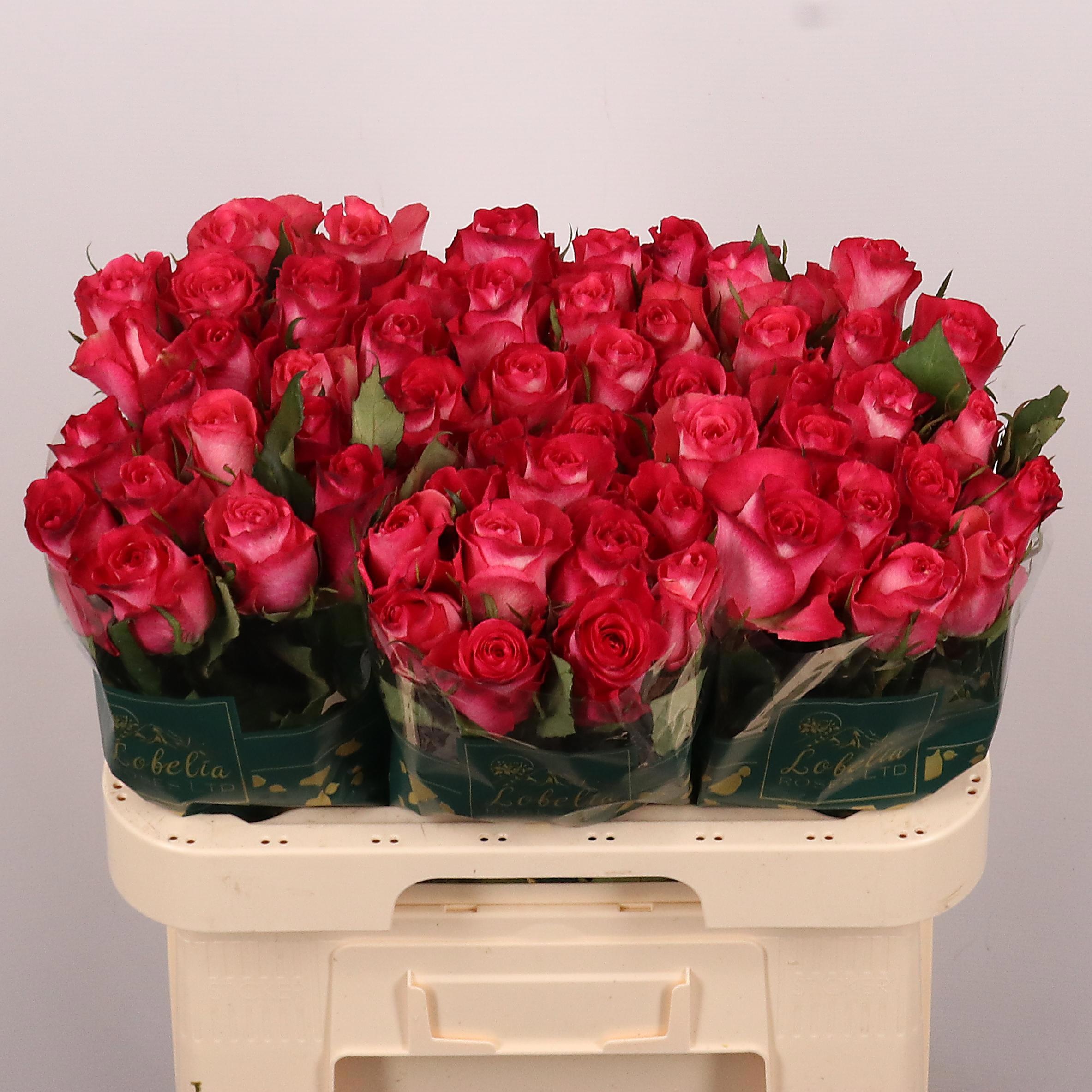Rosa Nicoletta 60cm