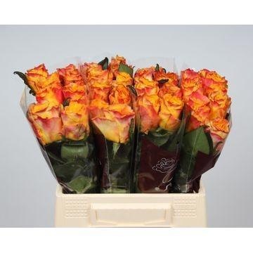Rosa Easy Fashion 40cm