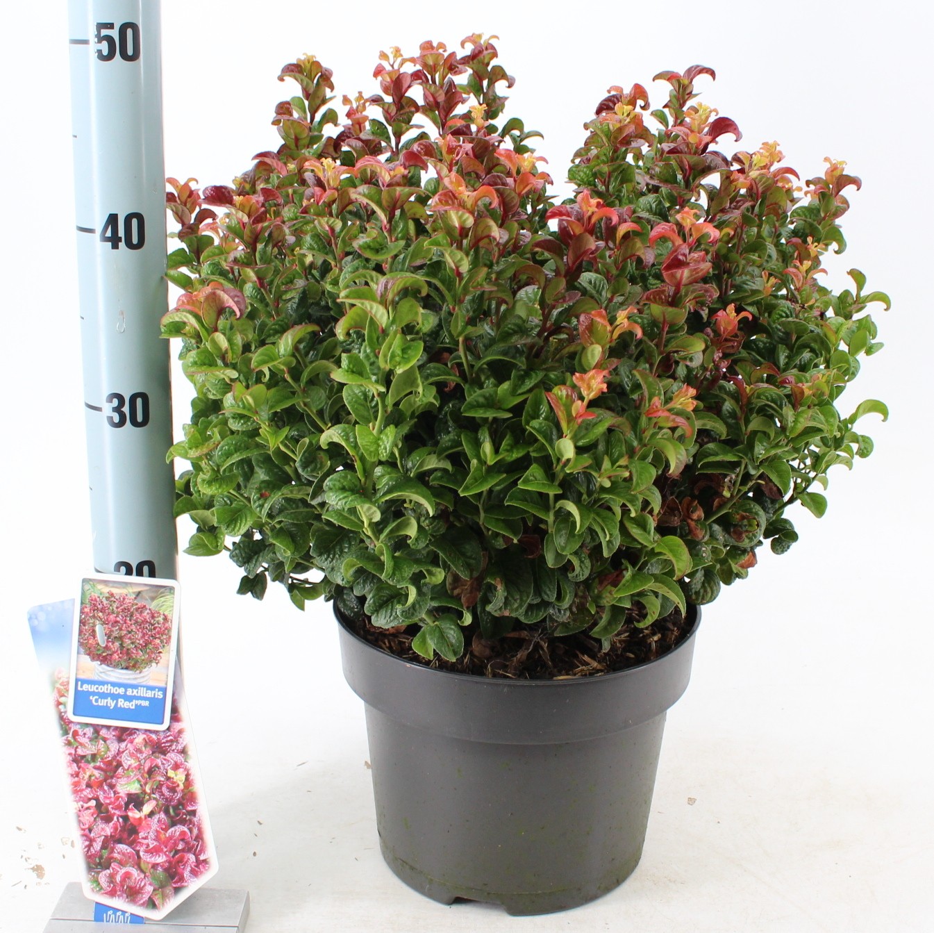 Picture of Leucothoe axillaris Curly Red P23 (5 Ltr)