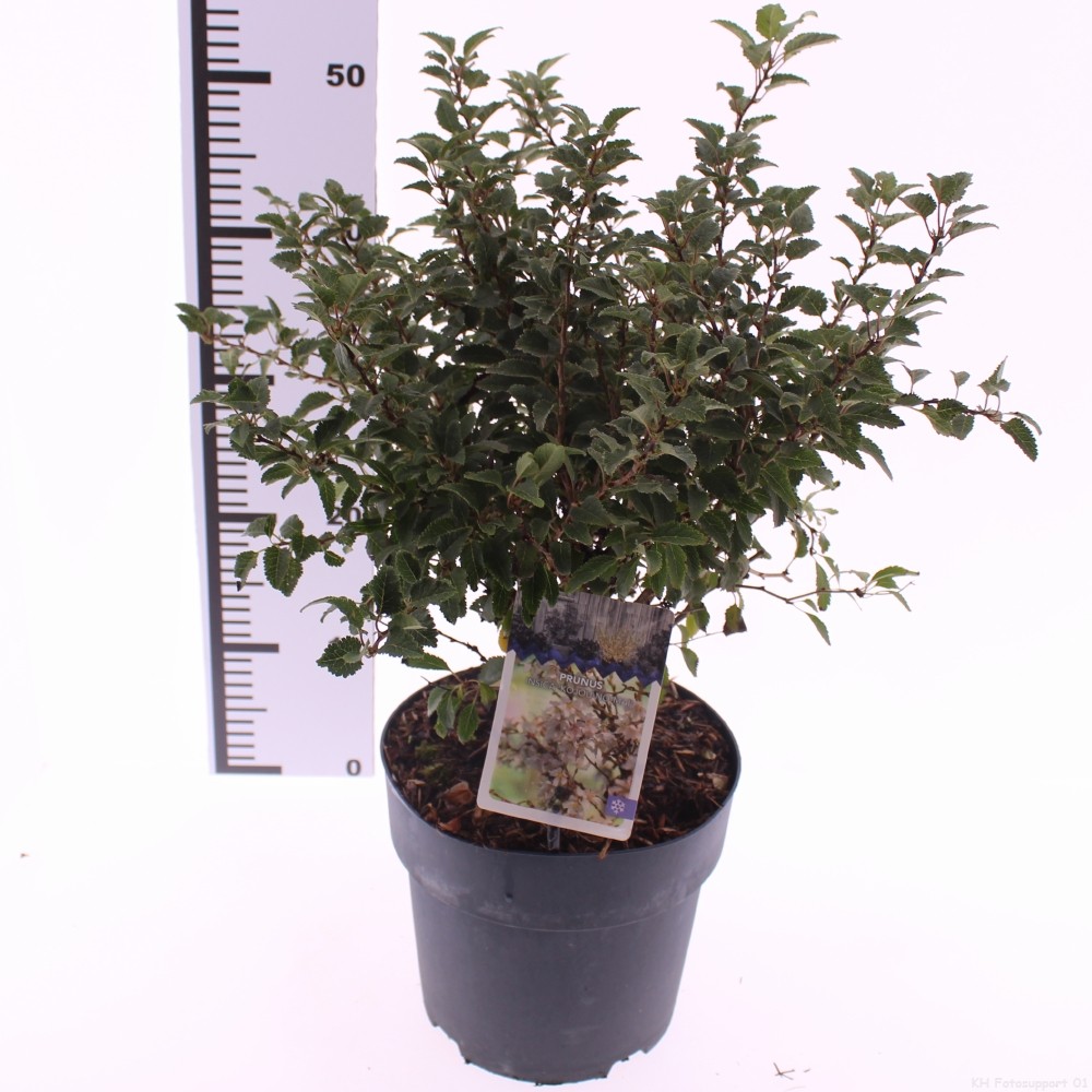Picture of Prunus incisa 'Kojou-no-mai'