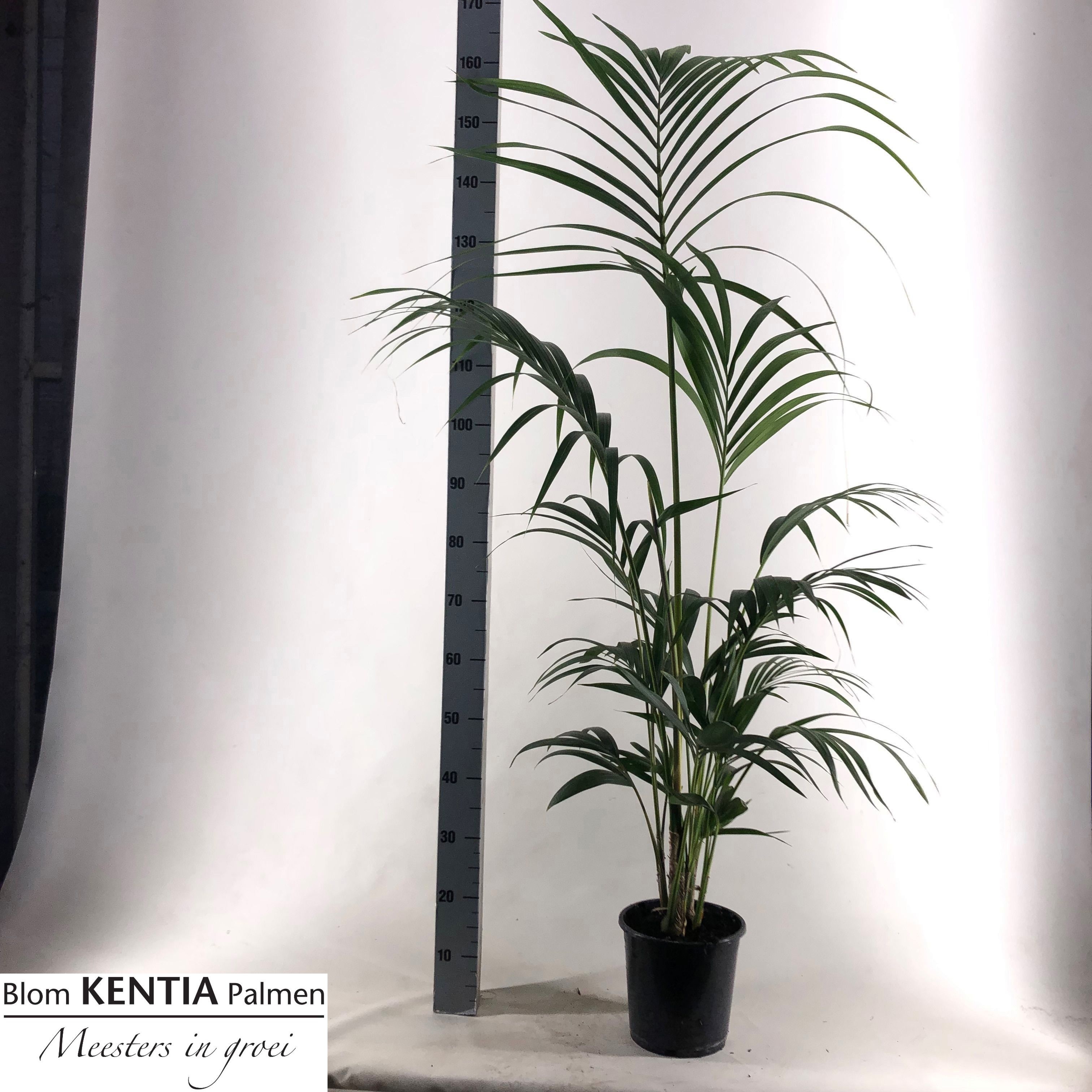 Howea Forsteriana