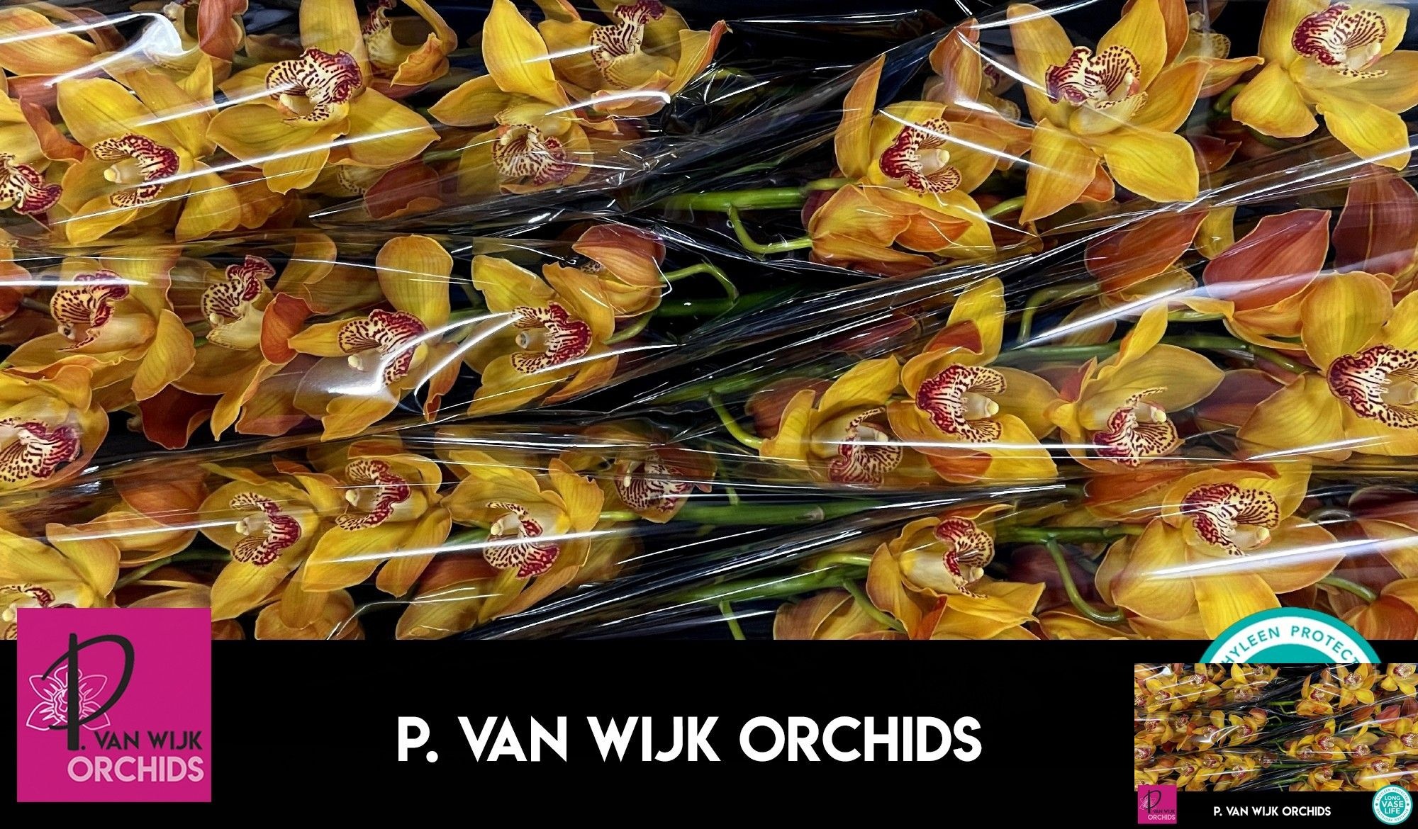 Cymbidium Esther 12/15bl