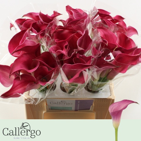 Calla Pink Jewel 40cm
