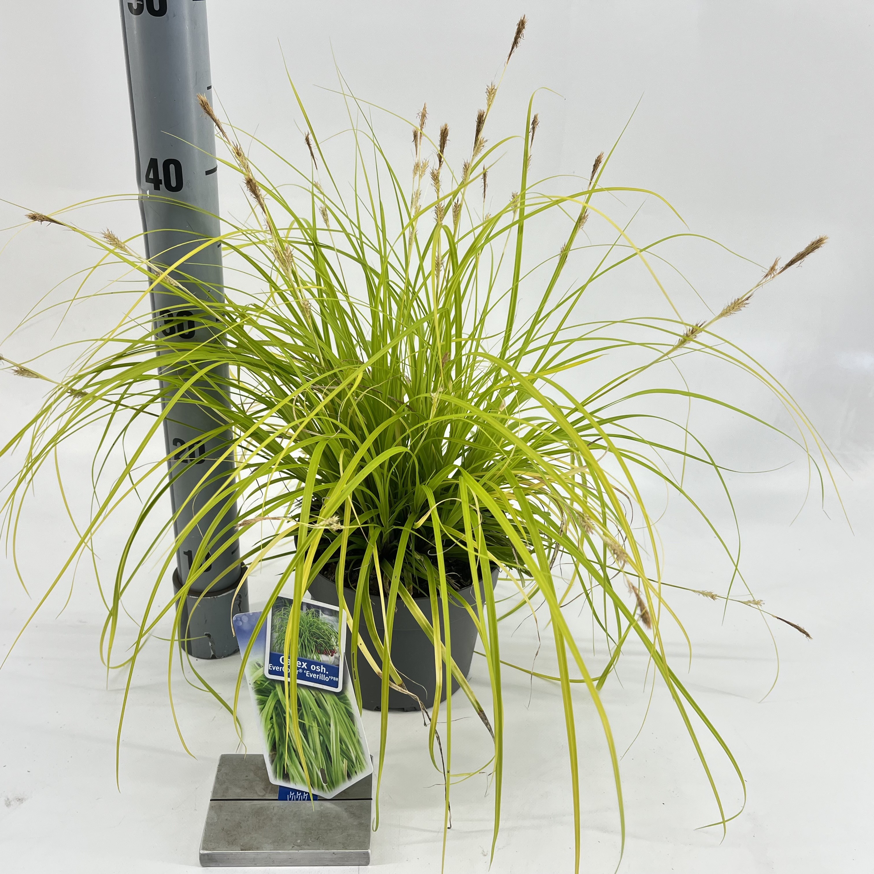 Picture of Carex oshimensis EverColor® 'Everillo' PBR