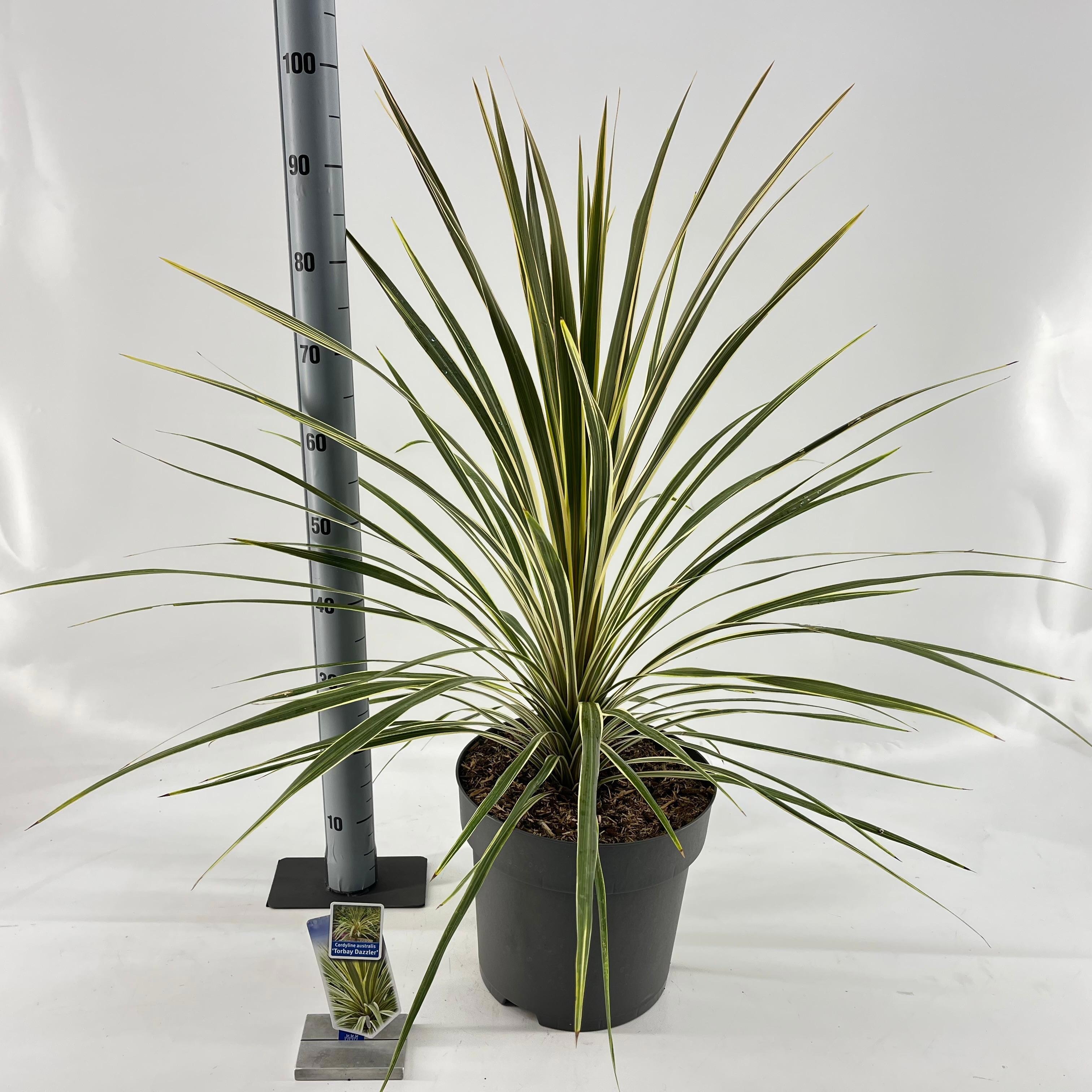 Picture of Cordyline australis 'Torbay Dazzler'