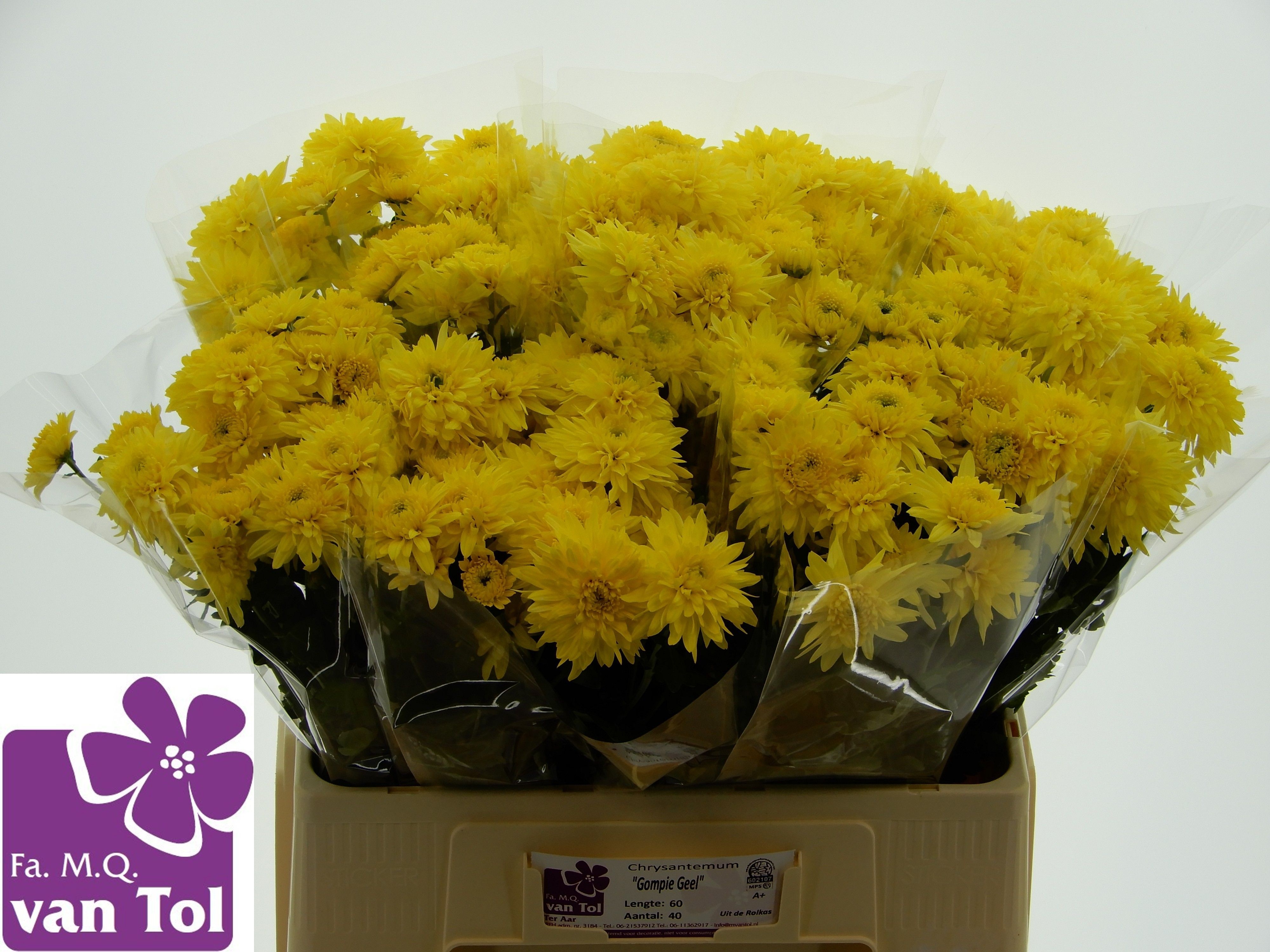Chrys Spray Gompie Yellow 40gram