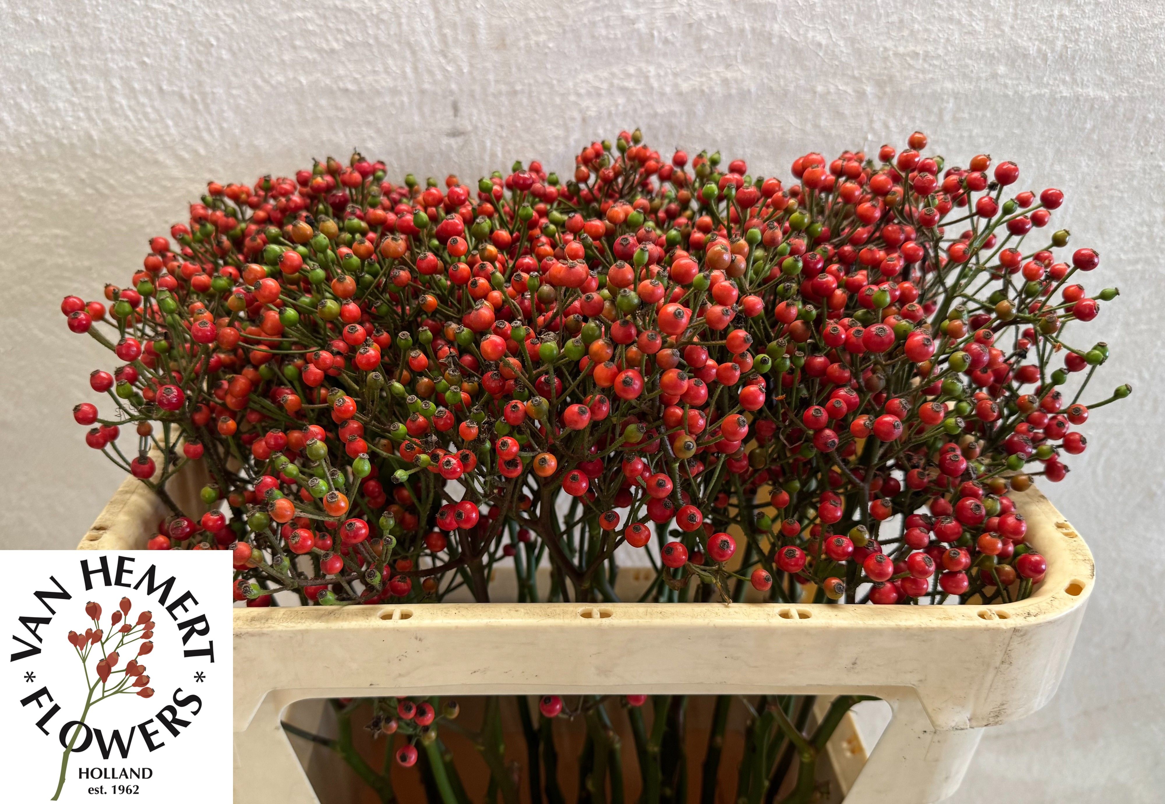 Rosa Bells Hiphop 70cm