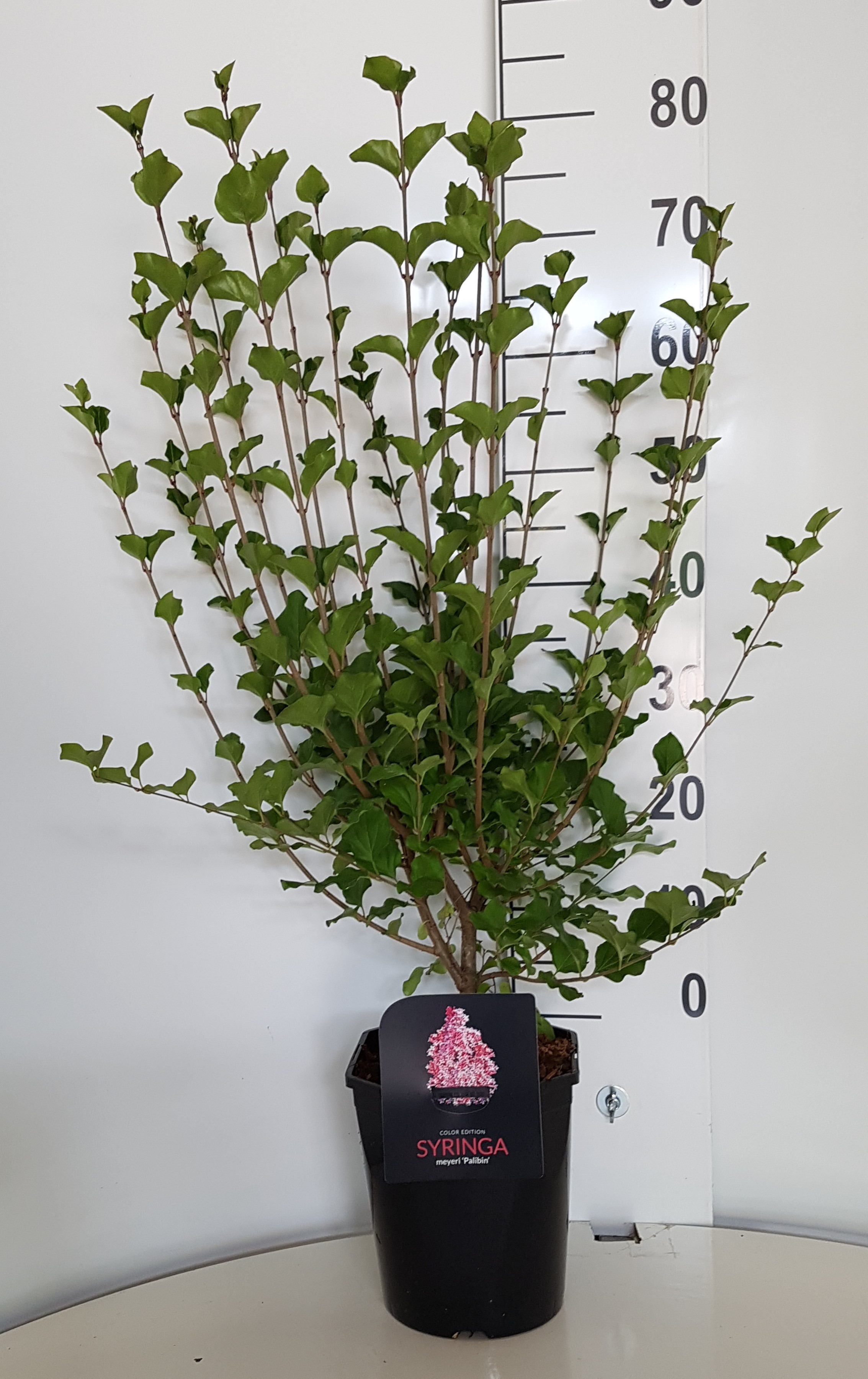 Picture of Syringa Meyeri Palibin P21 50CM