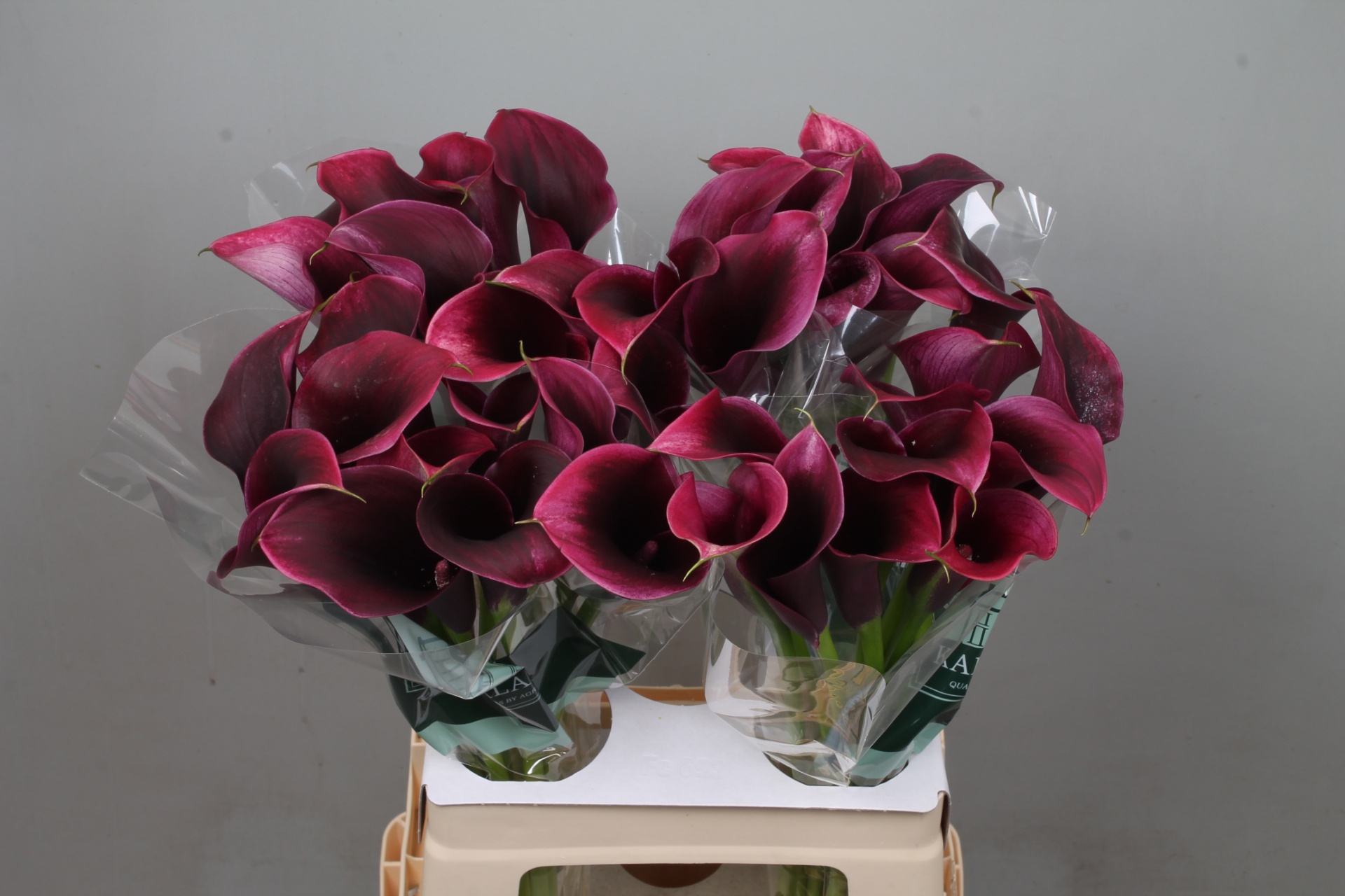 Calla Akela 60cm