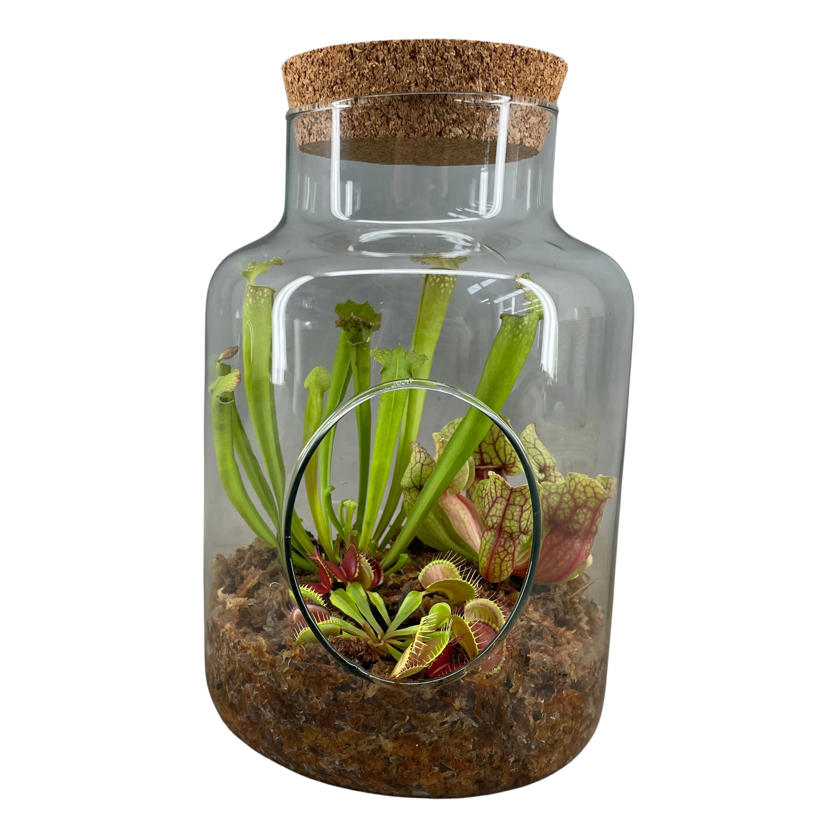 Vleesetende Planten 17P 25H