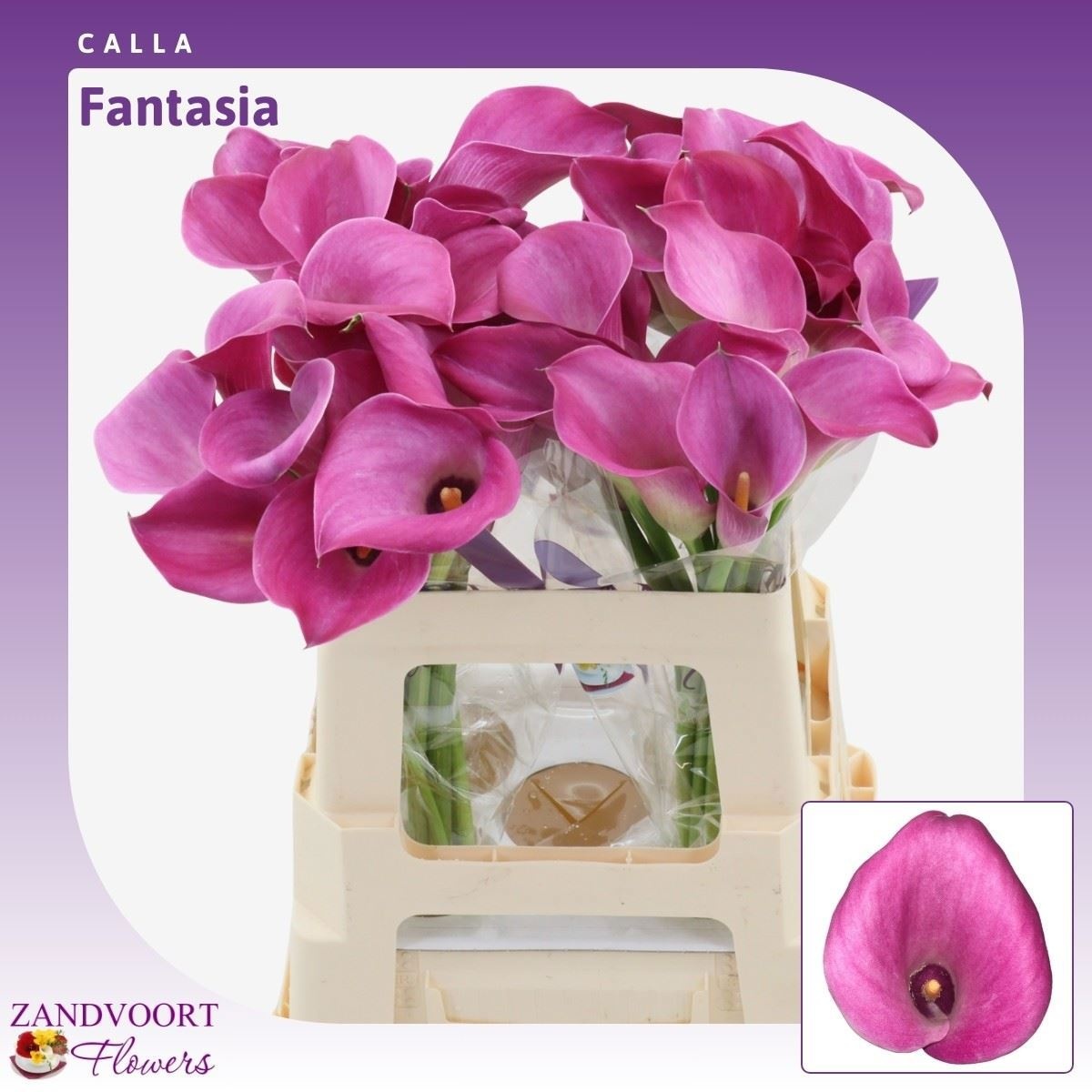 Calla Fantasia 55cm