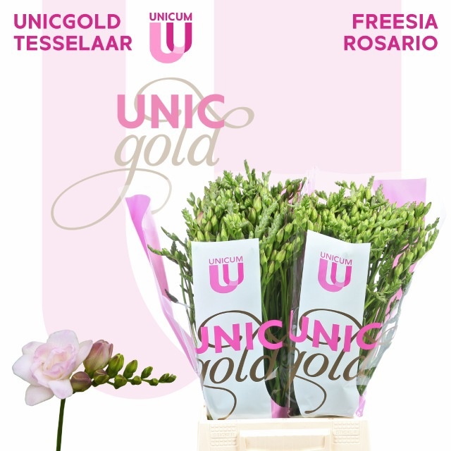 Freesia Double Rosario 50cm 23gram